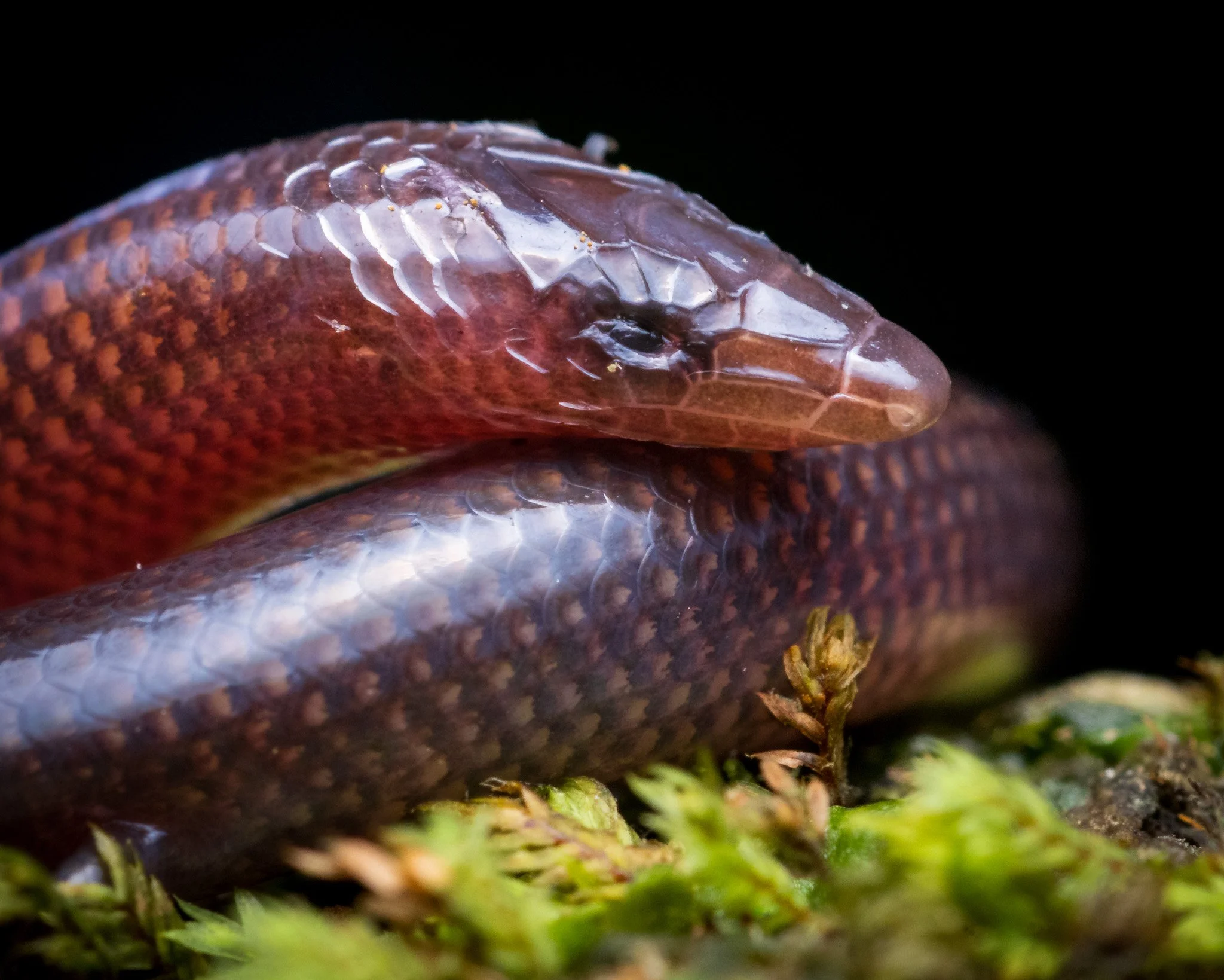 Gans' Three-toed Snake Skink (Nessia gansi) from Sri Lanka