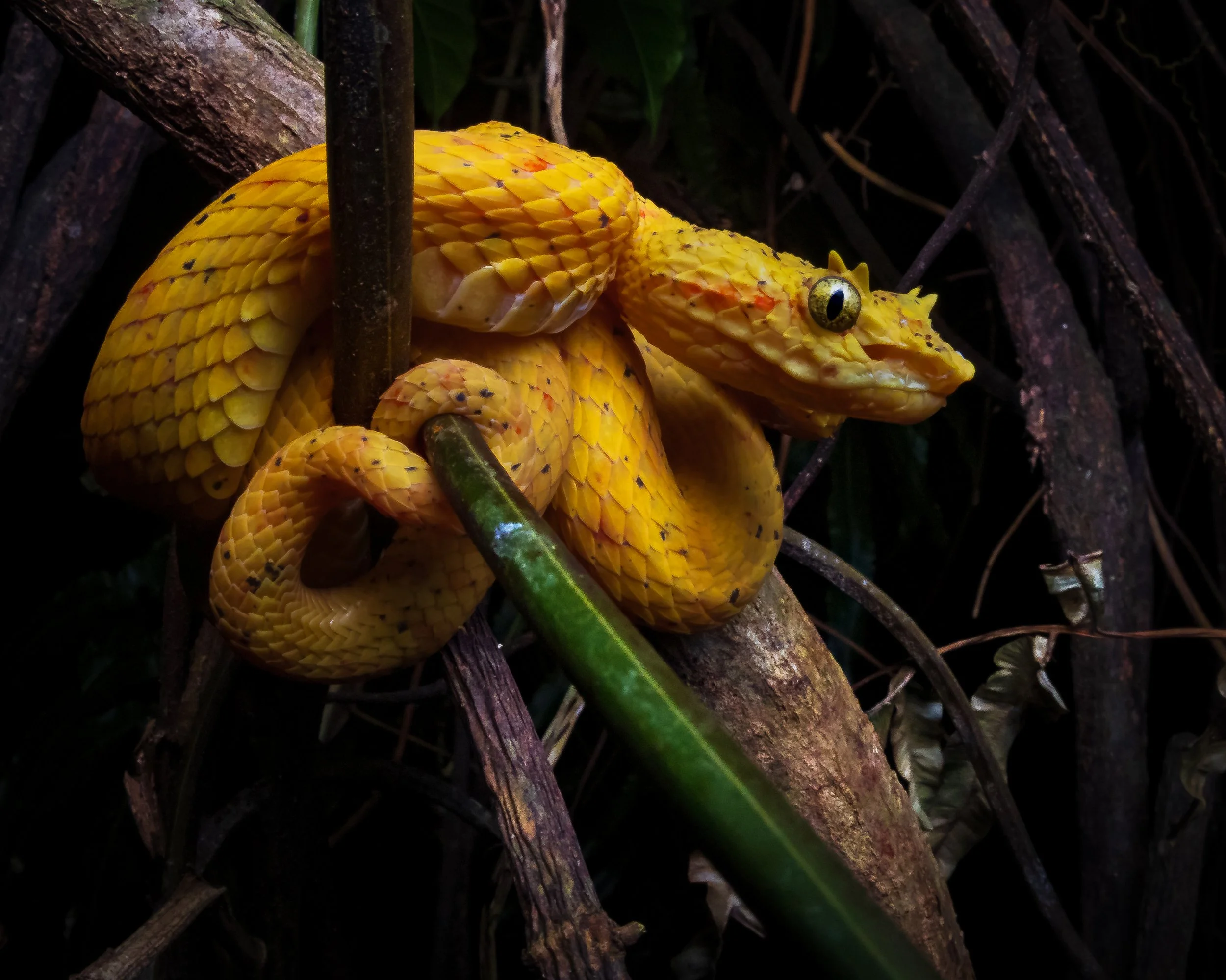 A yellow Eyelash Viper or oropel (Bothriechis nigroadspersus), in the caribbean slope of Costa Rica