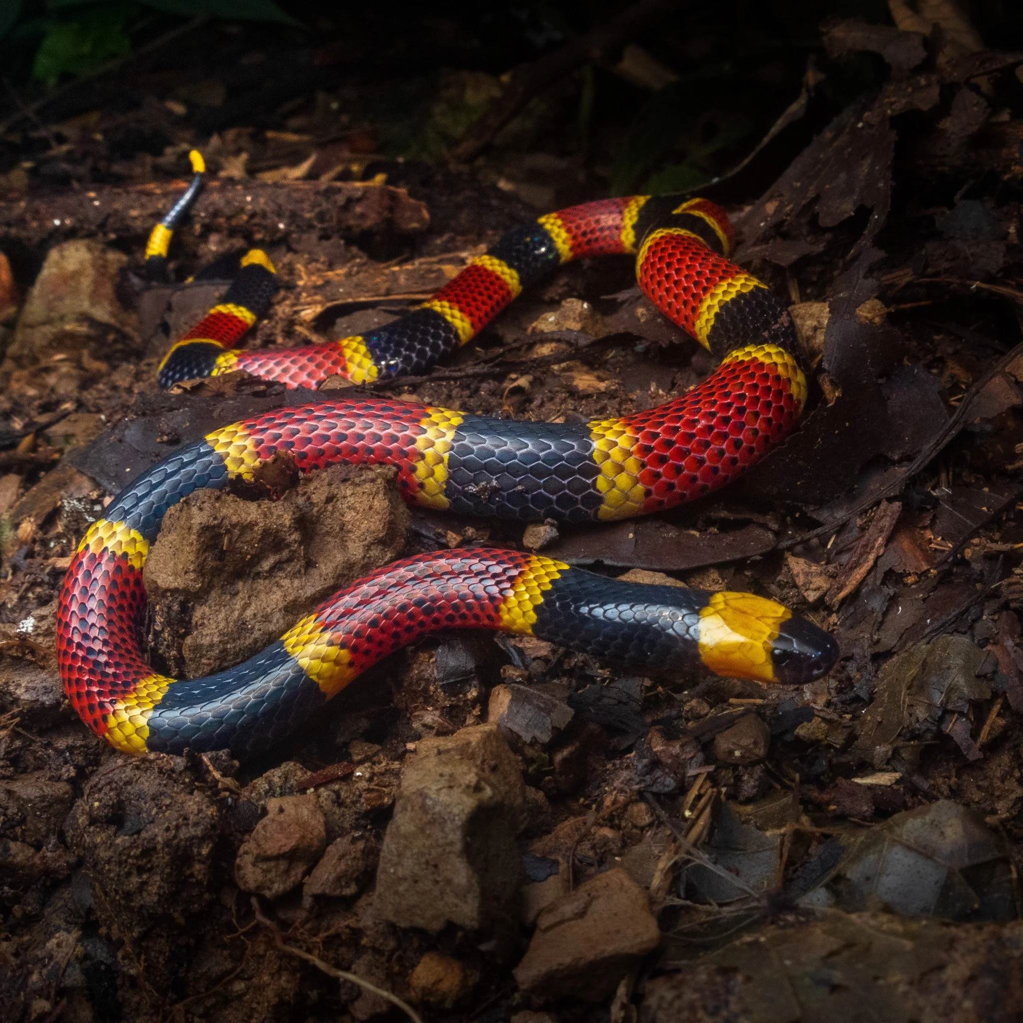 Costa Rican Coral Snake (Micrurus mosquitensis)