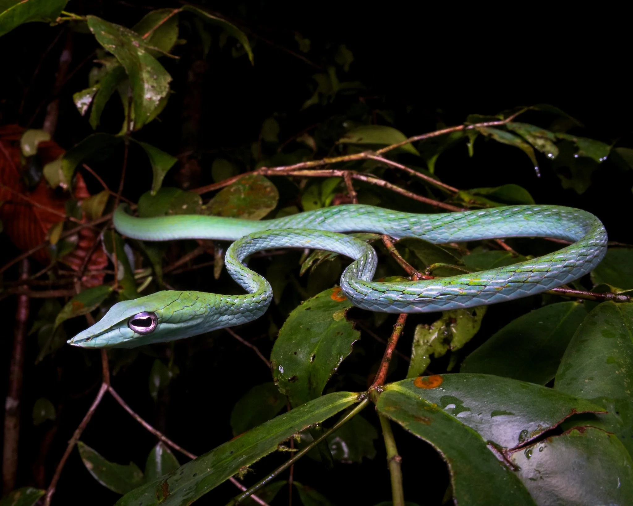 A blue morph of the Endemic Sri Lankan Vine Snake (Ahaetulla nasuta)