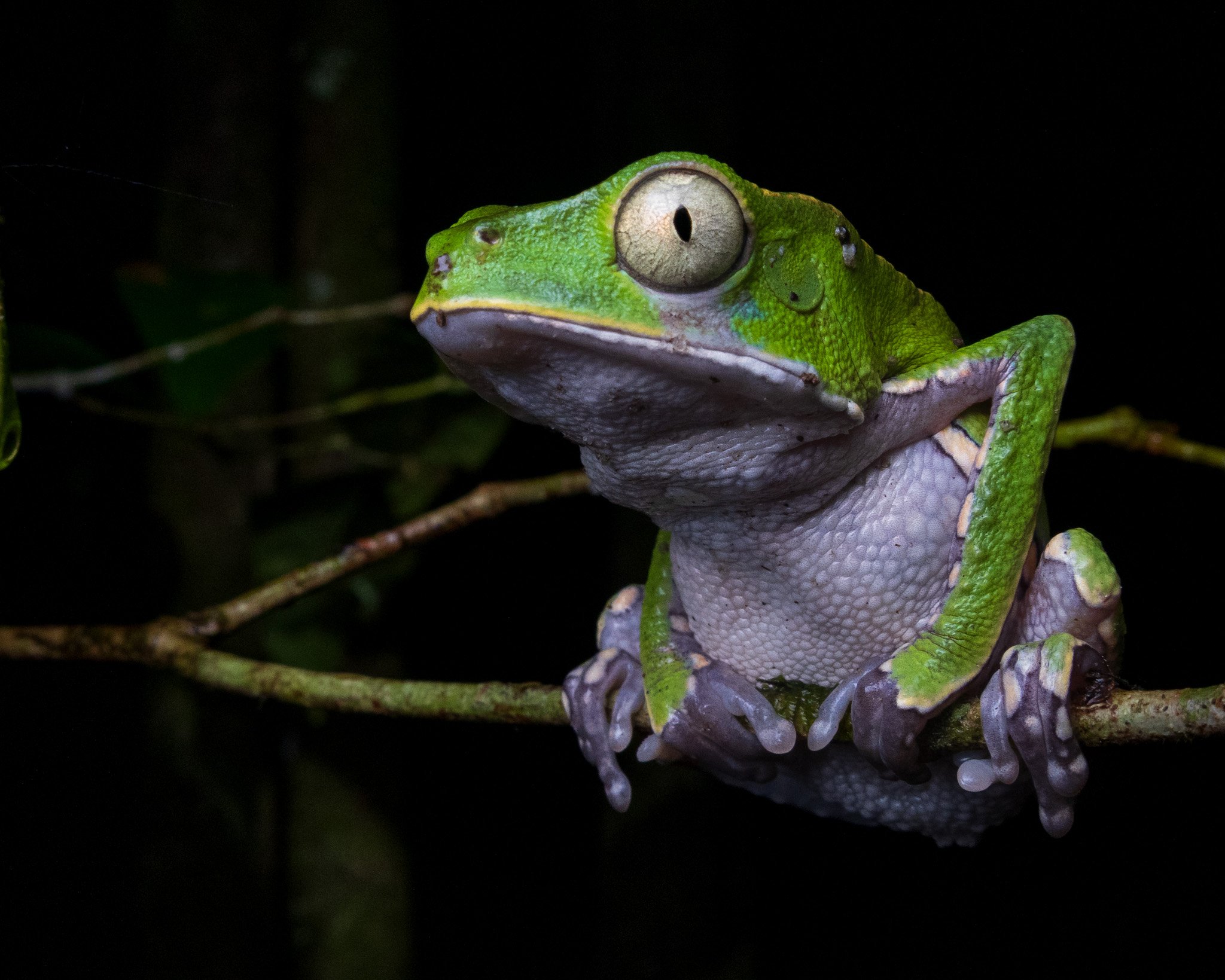 The White-lipped Monkey Frog (Phyllomedusa vaillanti) from Palulu - Suriname