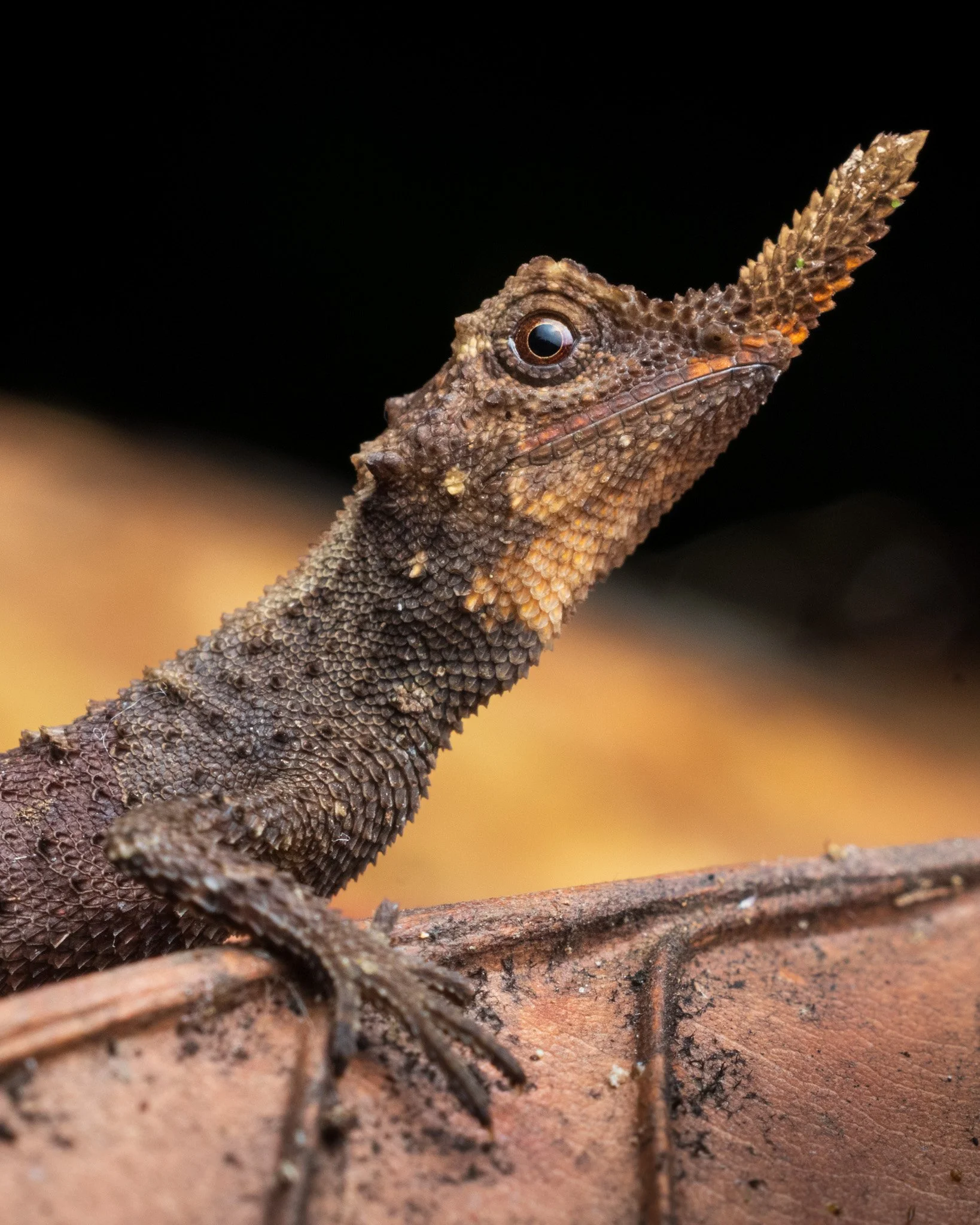 Rough Horned Lizard - Ceratophora aspera from Sri Lanka