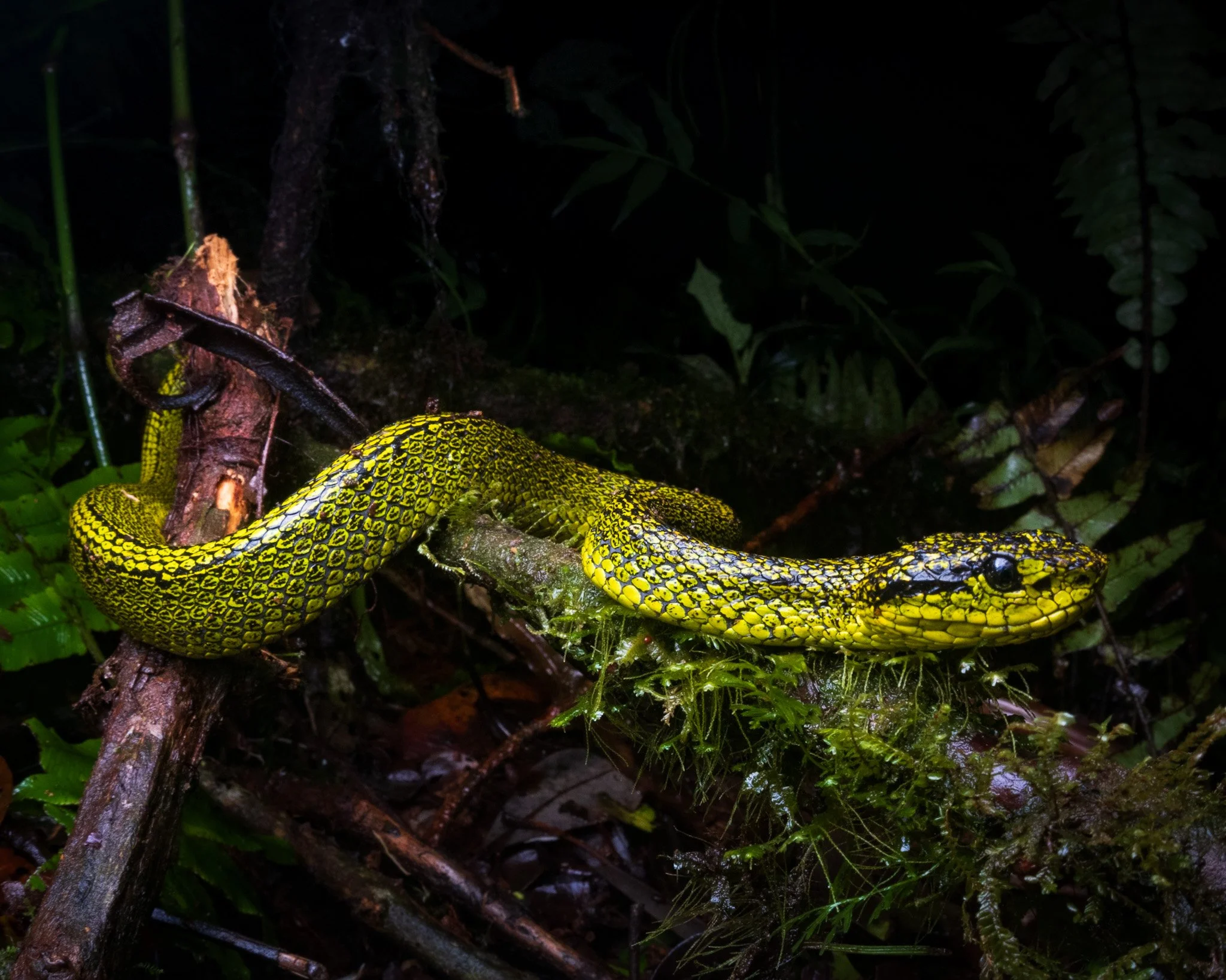 Black-speckled Palm Pitviper (Bothriechis nigroviridis) from Zarcero