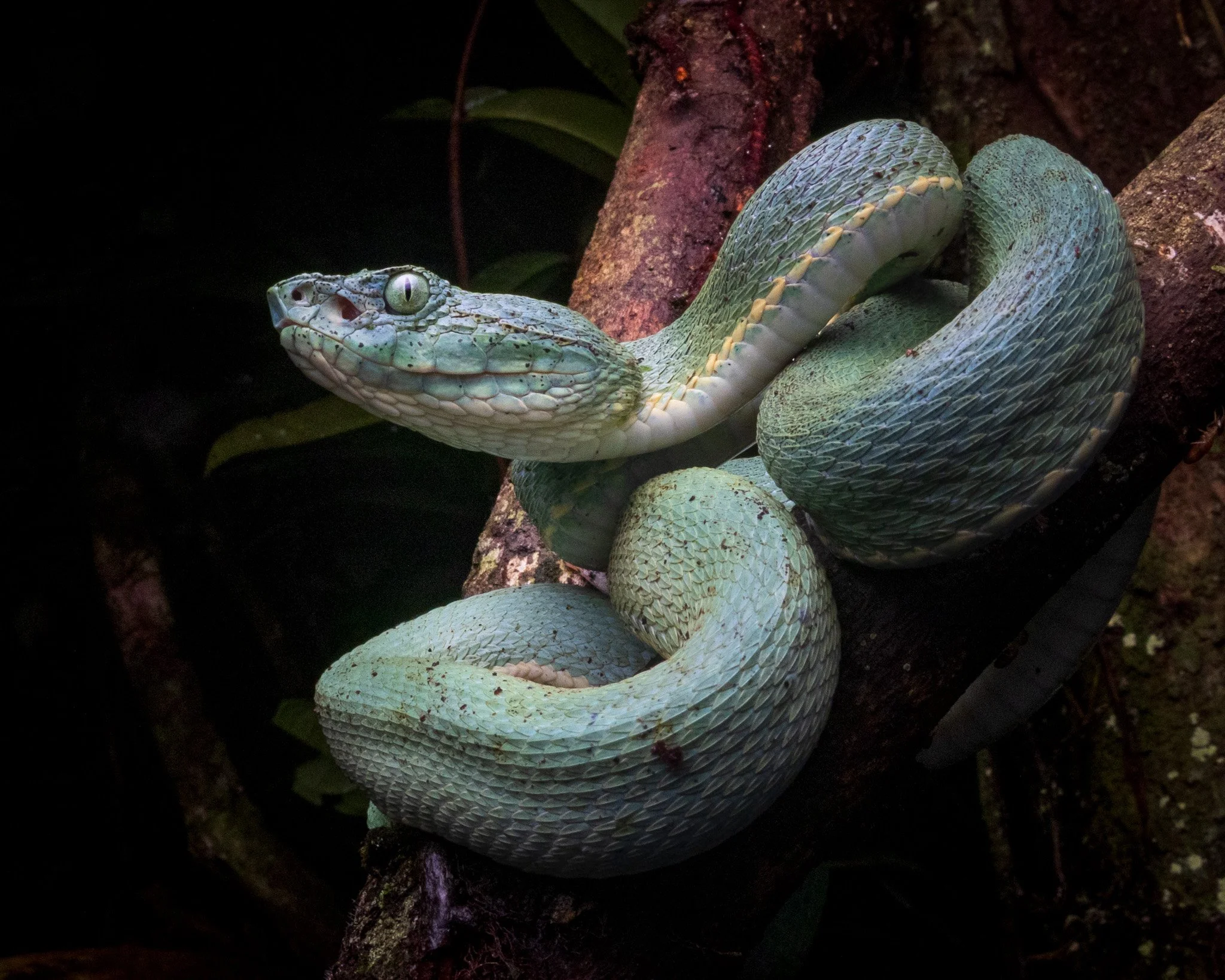 The Amazon Palm Pitviper (Bothrops bilineatus) A target for every herper that comes to Suriname
