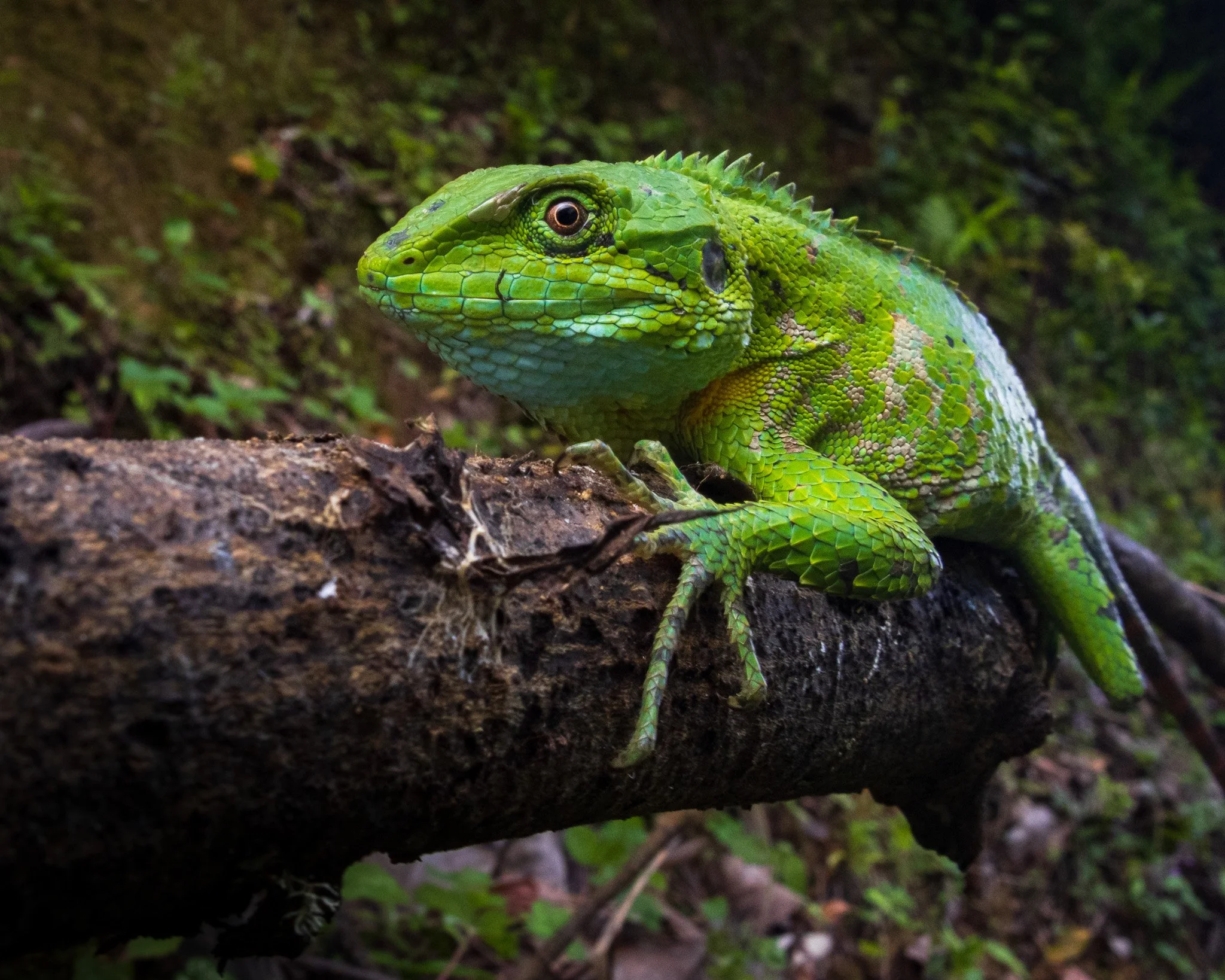 the rare Mix-scaled Japalure / Mountain Lizard (Japalura mictophola). Recently described from West Kameng