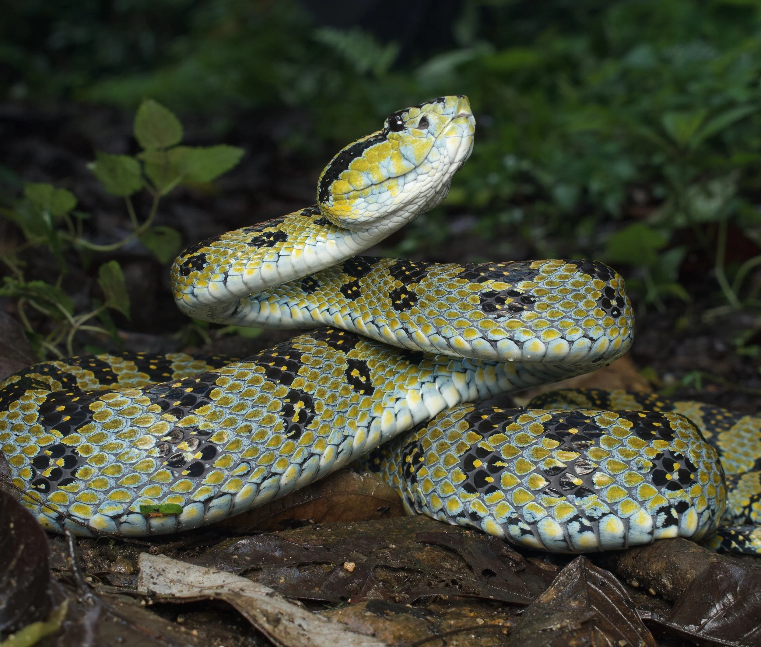 Kaulback's Pit Viper , Protobothrops kaulbacki. A beautiful enigmatic viper from Northeast India