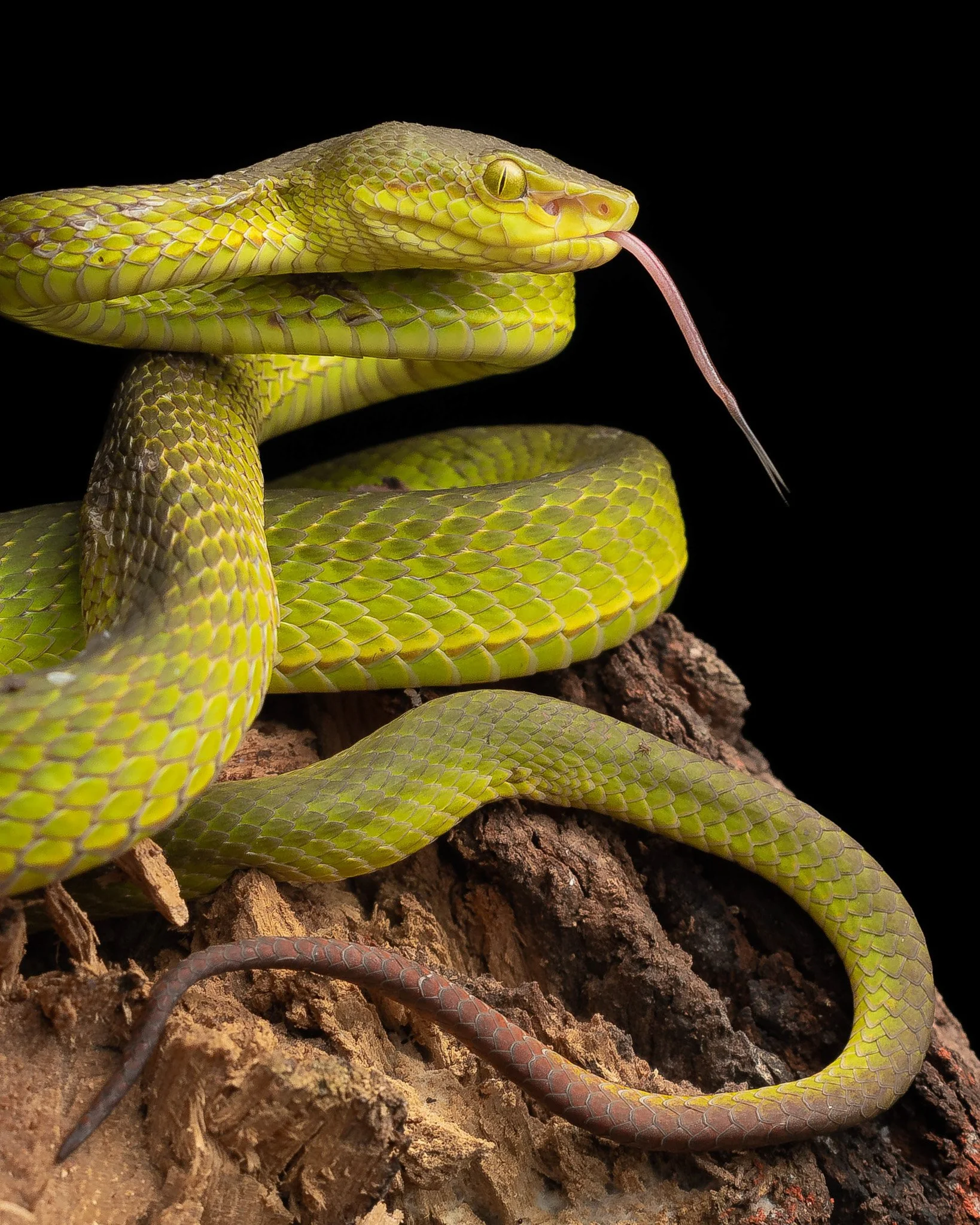 A stunning Salazar's Pit Viper (Trimeresurus salazar) seen on a herping adventure expedition in Northeast India