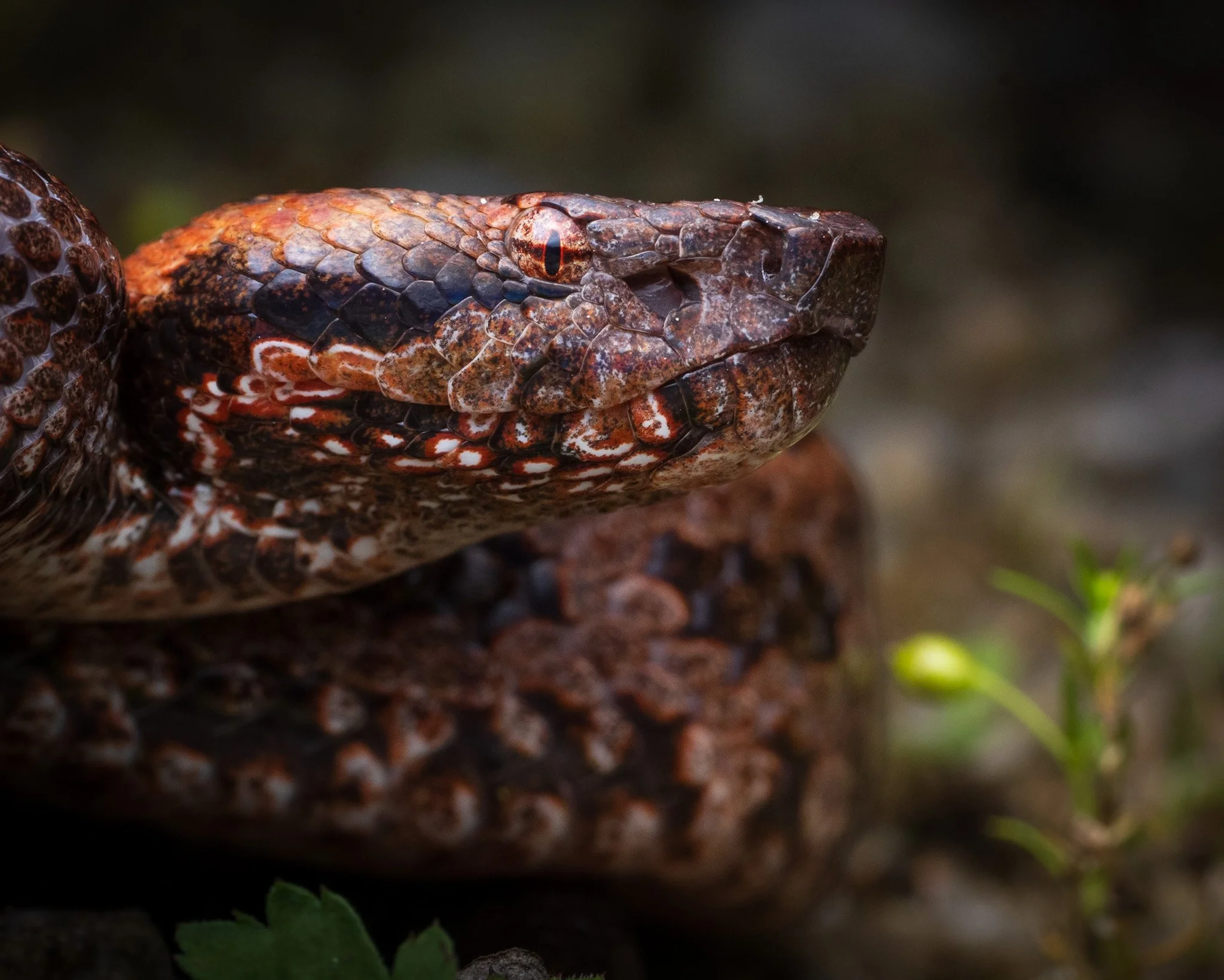 a Mountain Pitviper from West Kameng (Ovophis cf. monticola / Ovophis medogensis)