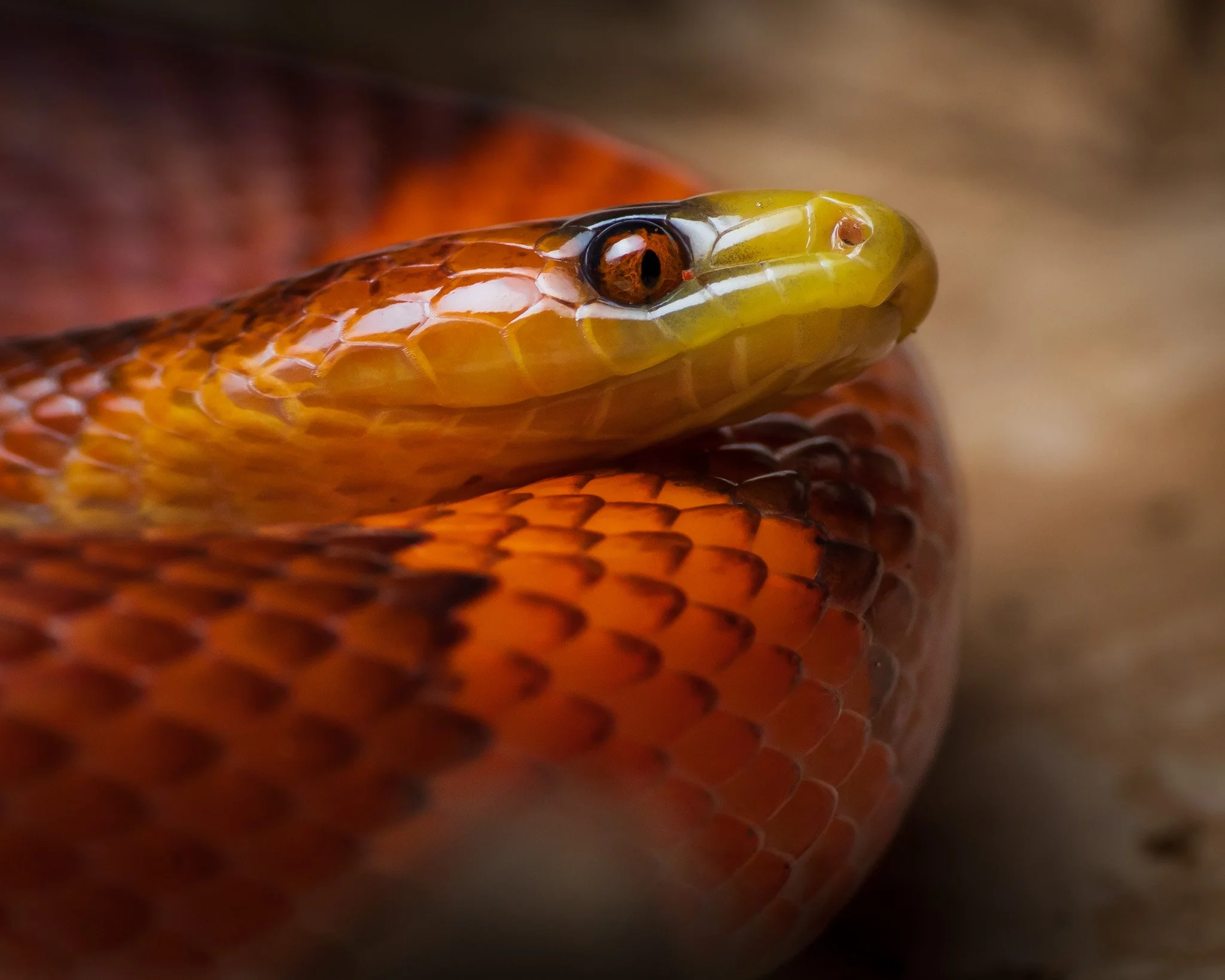 Yellow-headed Flame Snake (Oxyrhopus occipitalis), rarely encountered in Suriname