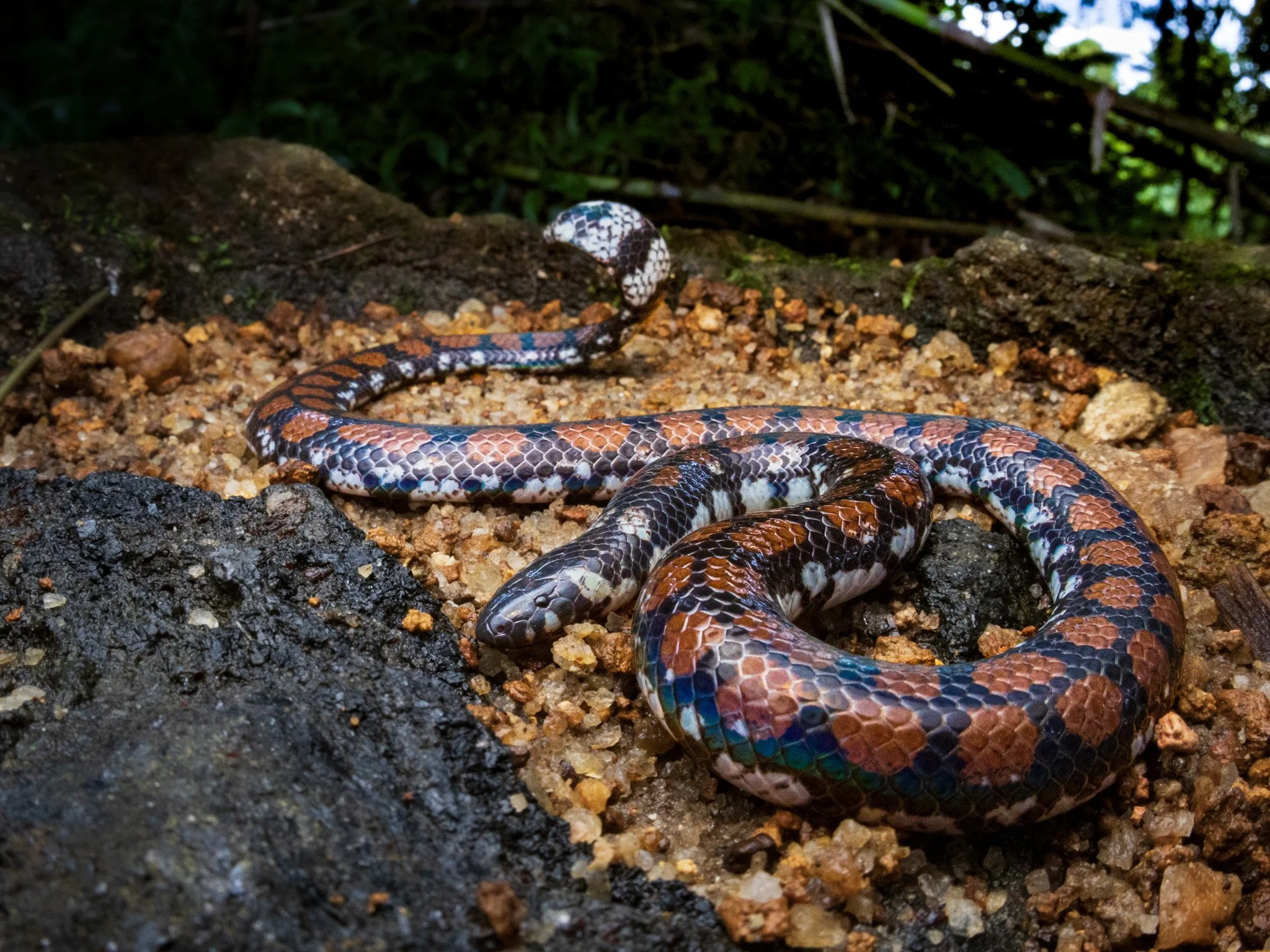 Sri Lankan Pipe Snake - Cylindrophis maculatus