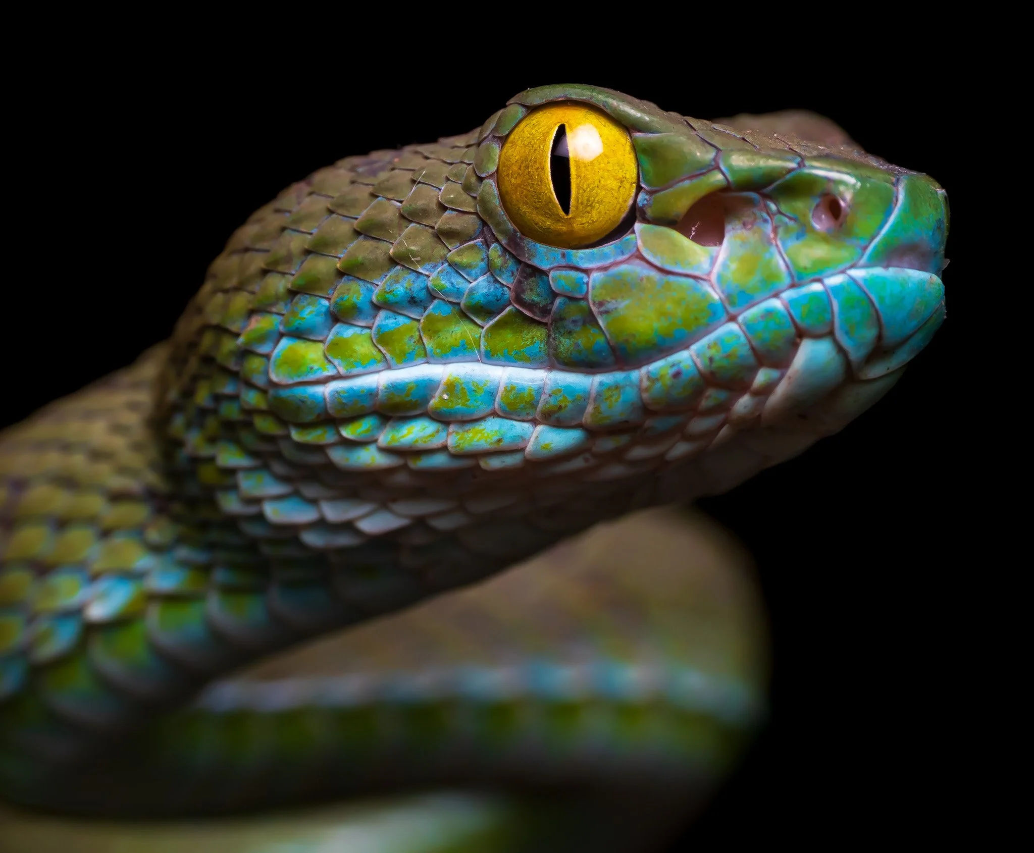 The Large-Eyed Pitviper , Trimeresurus macrops , a common sighting in the city of Bangkok