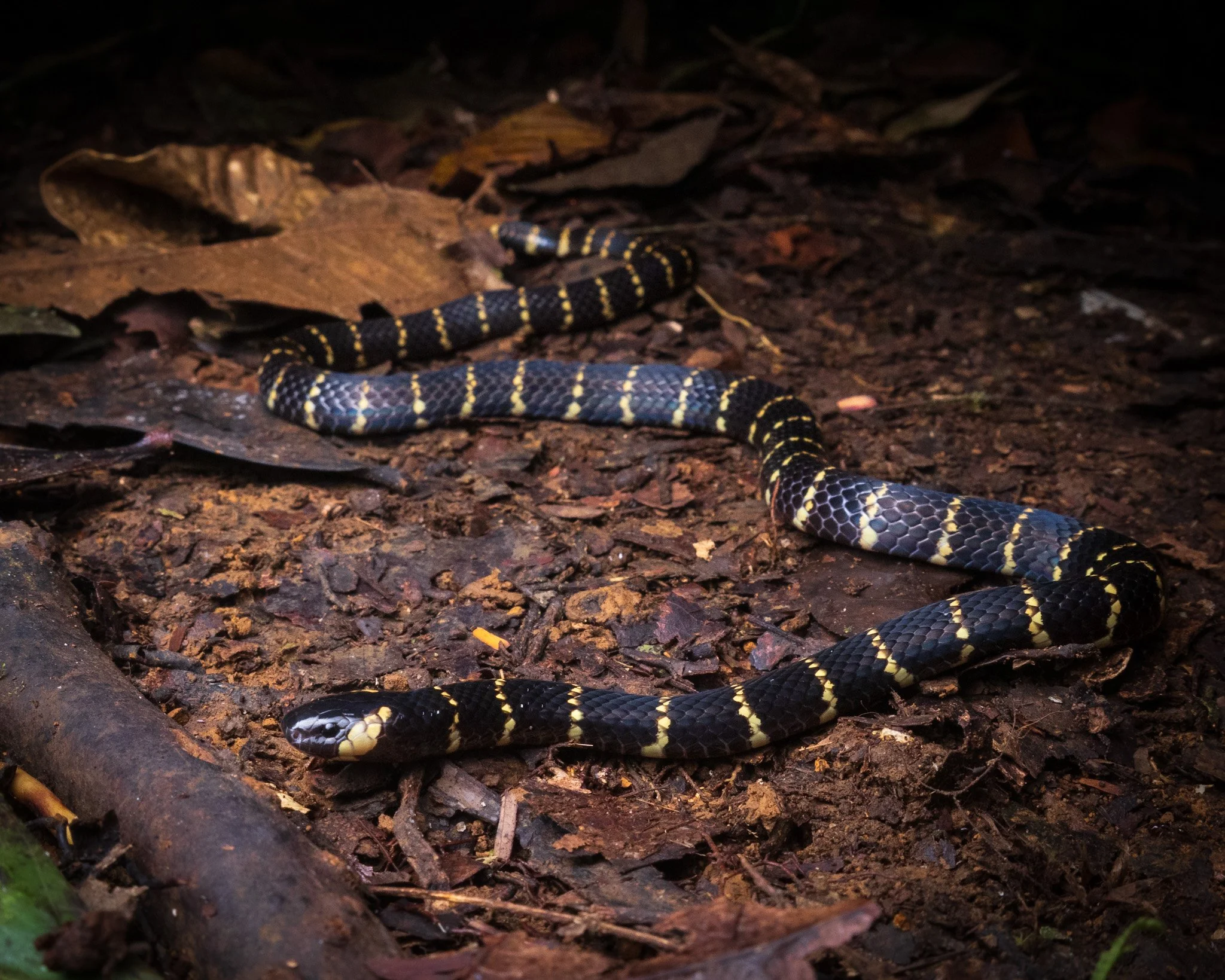 The very rare Carib Coral Snake (Micrurus psyches) encountered on one of our expeditions on Suriname