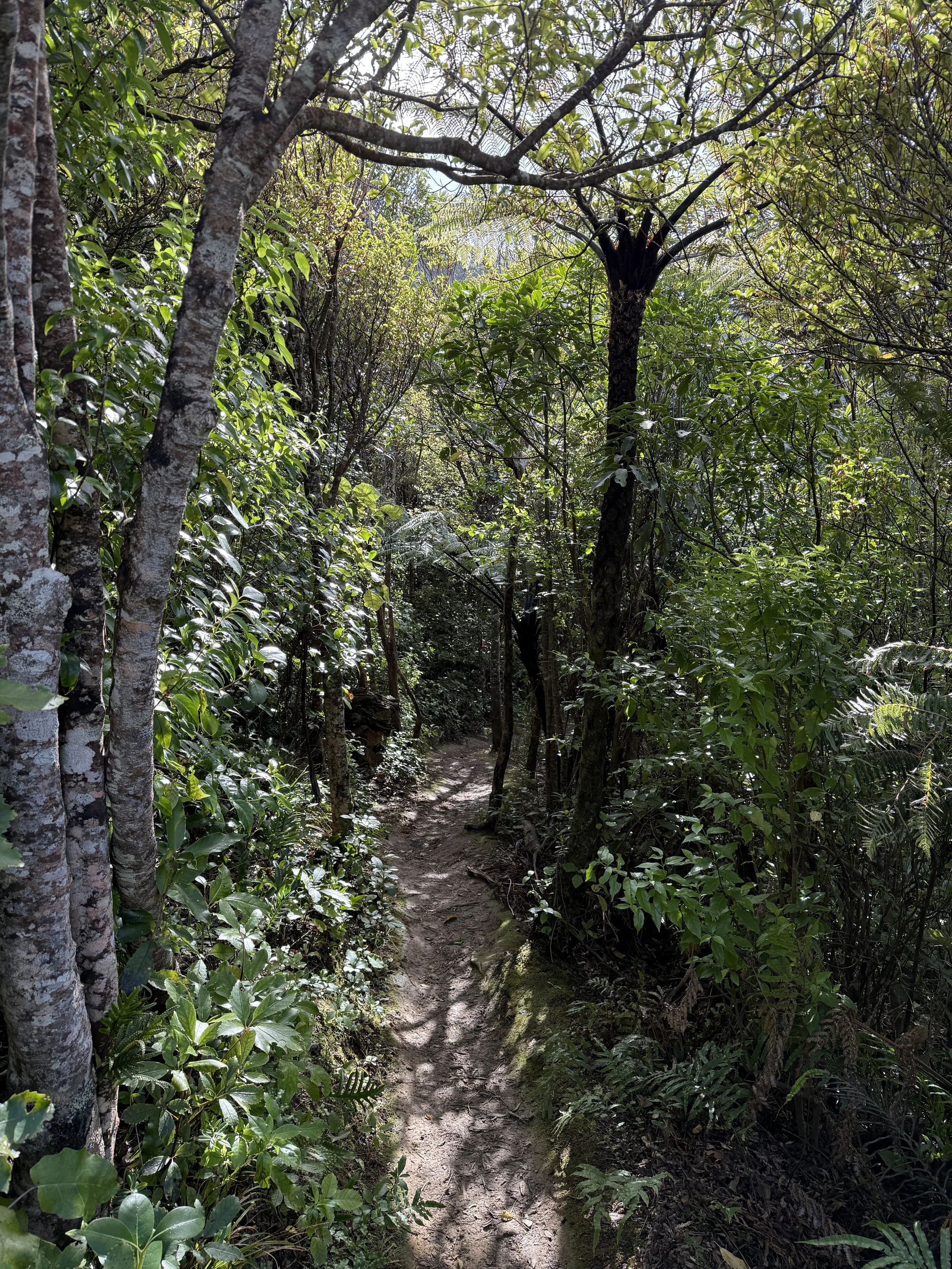 A narrow dirt trail winds through a dense green forest with tall trees and lush foliage.