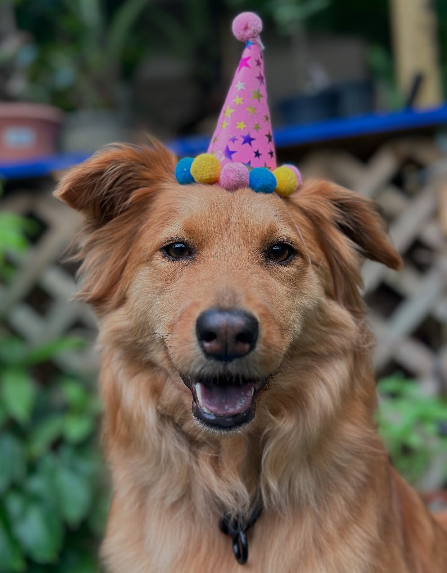 When your client&rsquo;s dog tolerates your ridiculousness long enough to wear a hat and pose for a birthday pic to send to mom 🩷🩷🎉🎉 Happy Bday sweet Suki girl! Your trainer gifts you with a black cat 😆 🐈&zwj;⬛ @sukipatooki