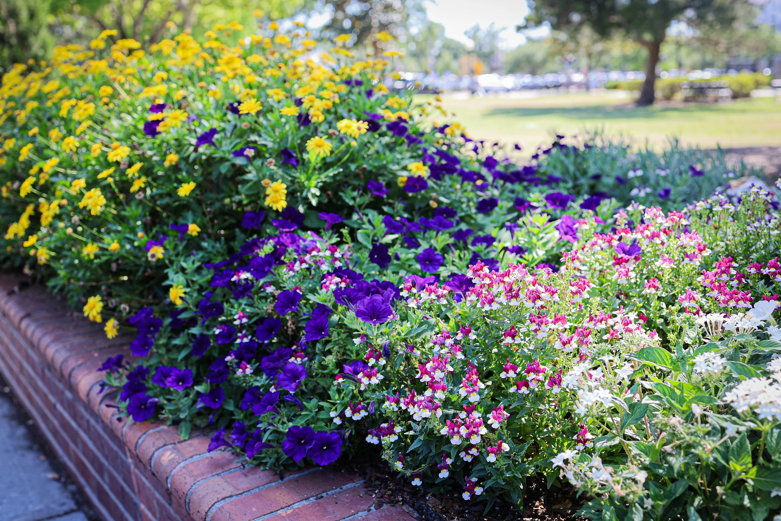 Colorful flower bed with yellow, purple, pink, and white flowers next to a brick border in a park.