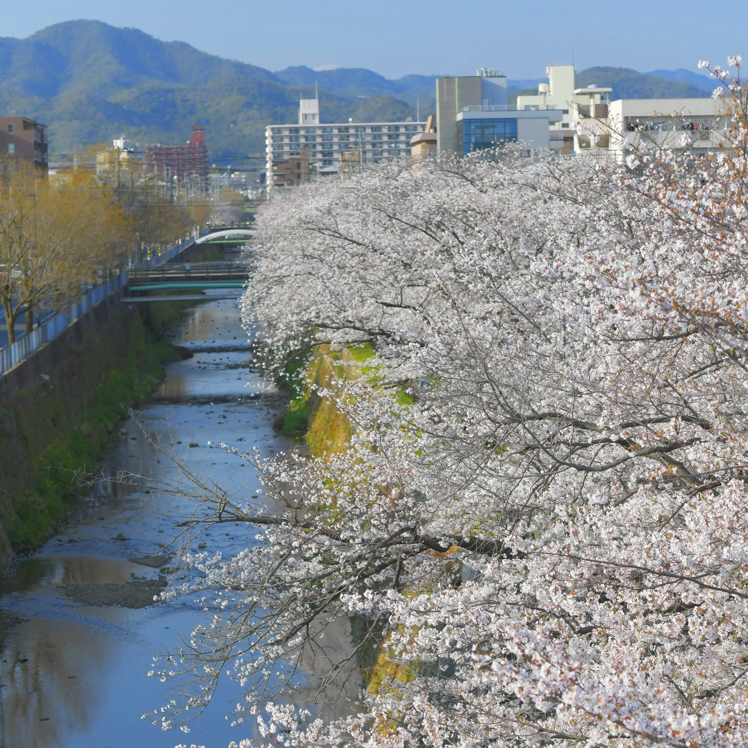 Tenjingawa sakura trees Kyoto Japan cherry blossom