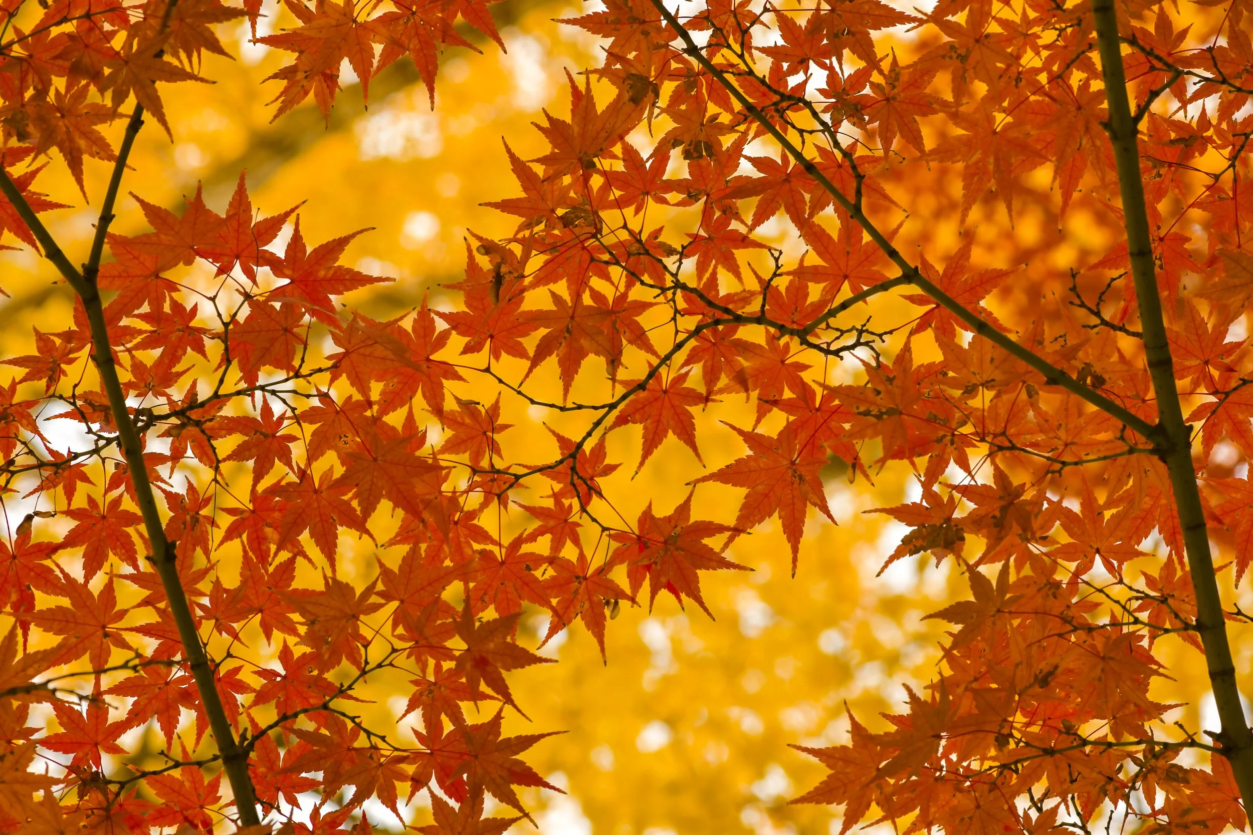 autumn foliage Kyoto Japan fall leaves