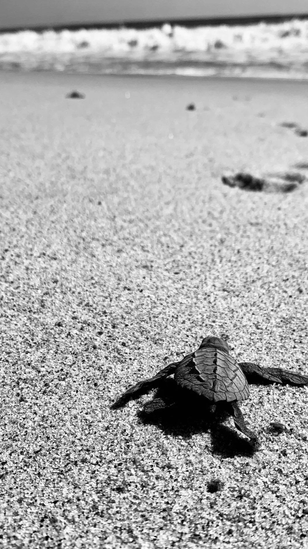 A baby sea turtle crawling on the sandy beach towards the ocean in black and white.