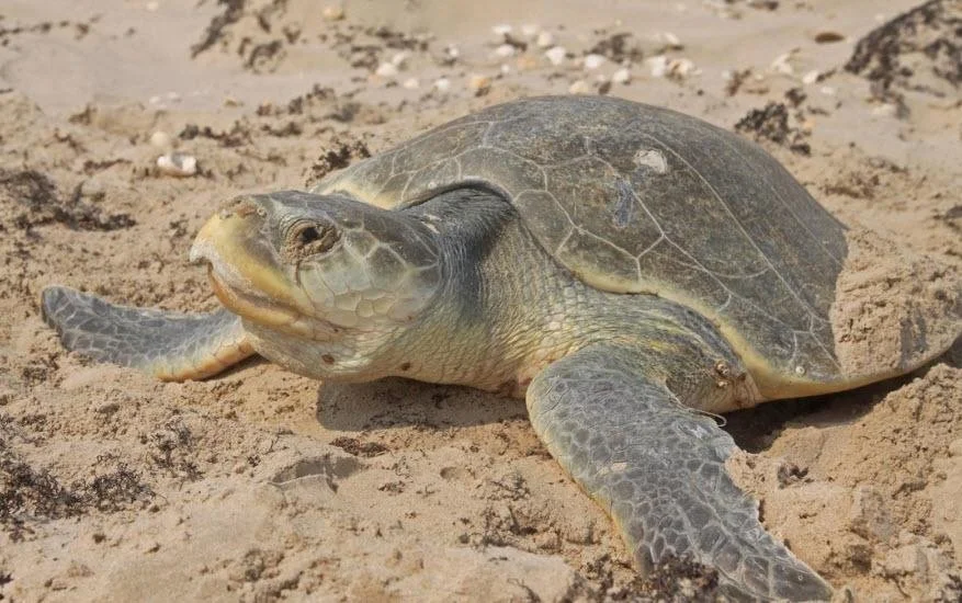 A baby sea turtle on sandy beach