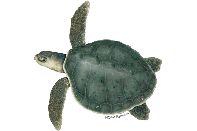 NOAA's Kemp's Ridley Sea Turtle Identification Image