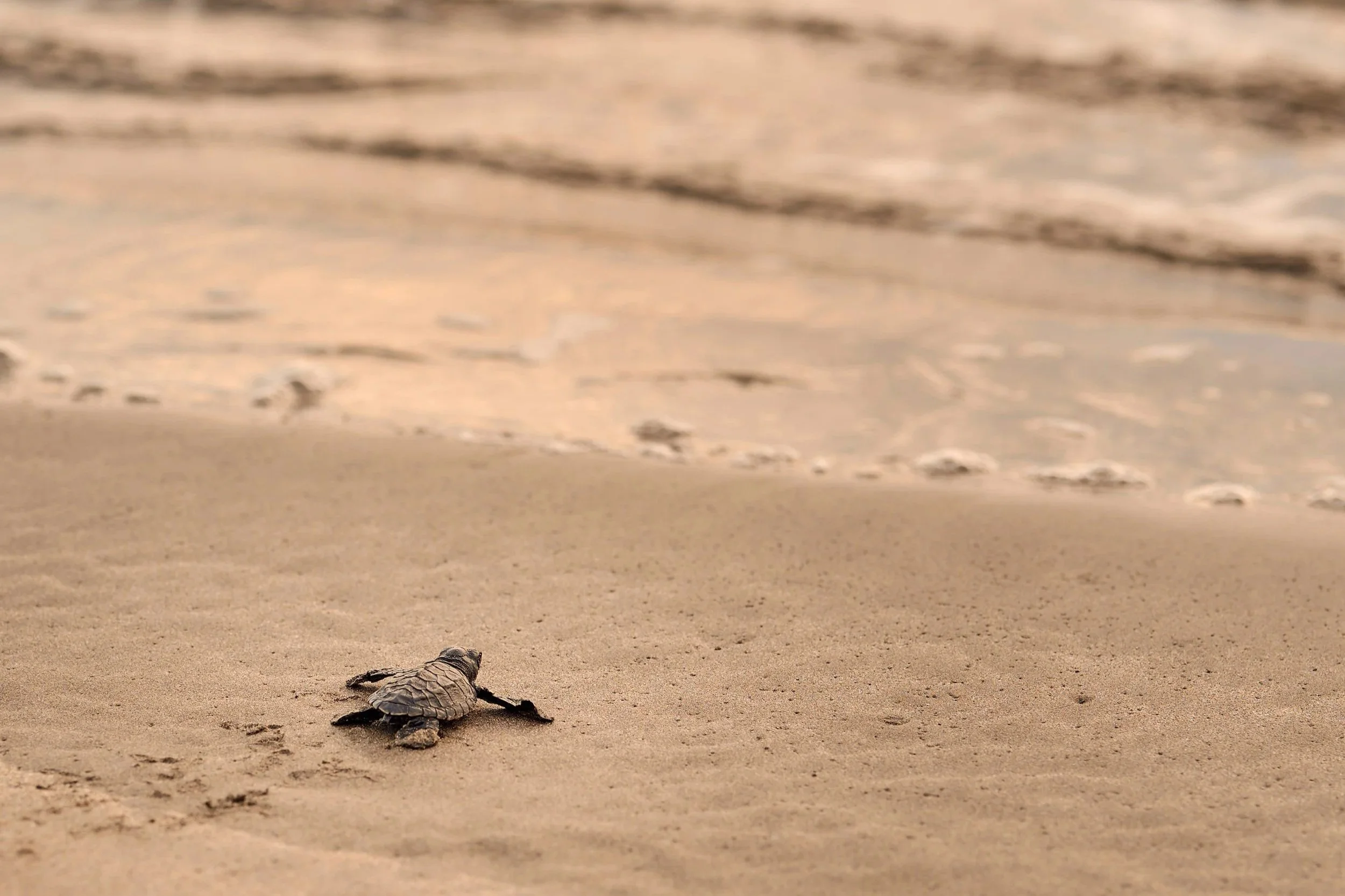 A baby sea turtle crawling across sandy beach sand near the shoreline.