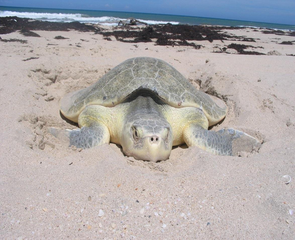 A large sea turtle resting on sandy beach with ocean waves in the background.