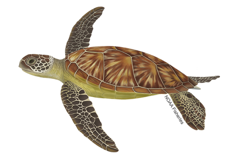 NOAA's Green Sea Turtle Identification Image