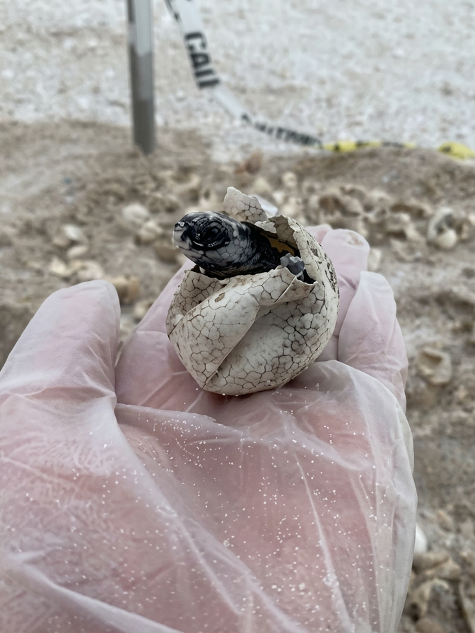A person wearing a clear gloved hand holding a cracked eggshell with a baby turtle peeking out of it.