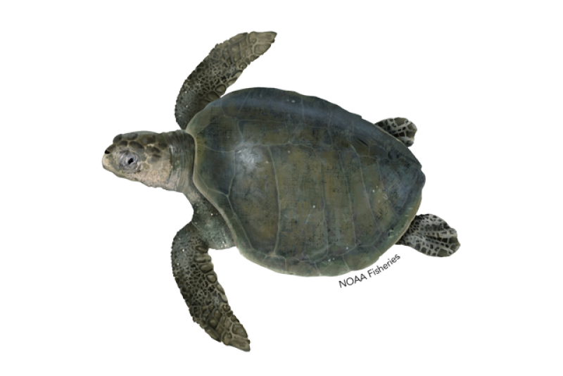 NOAA's Olive Ridley Sea Turtle Identification Image