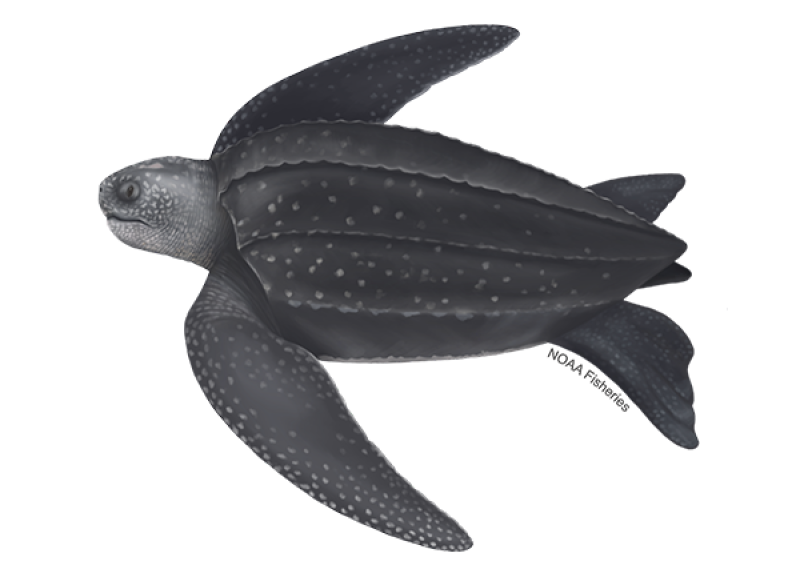 NOAA's Leatherback Sea Turtle Identification Image