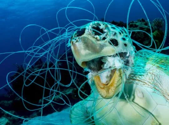 Close-up of a porcupinefish entangled in blue fishing line underwater.