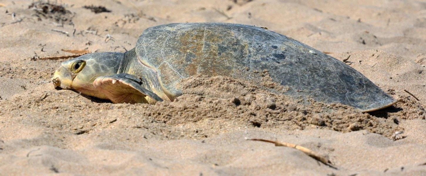 A sea turtle buried in the sand on a beach.