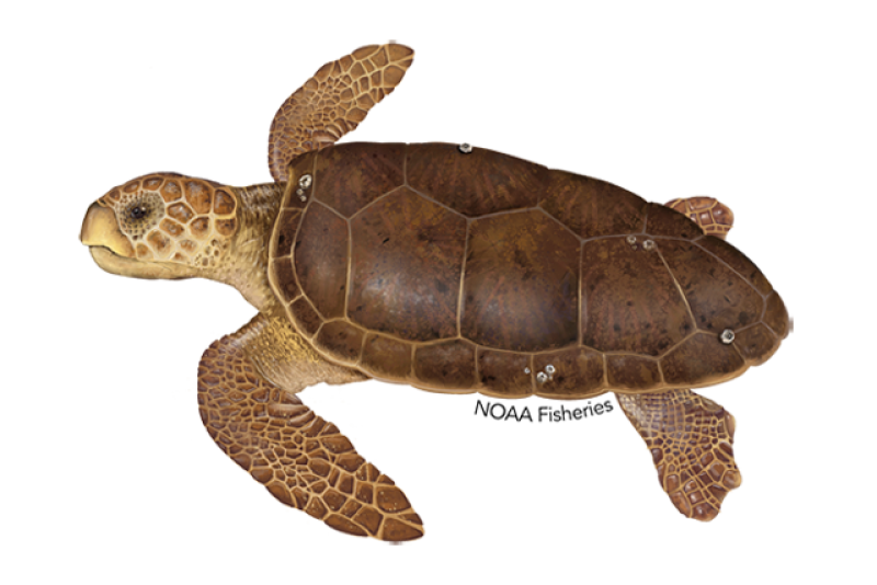 NOAA's Loggerhead Sea Turtle Identification Image