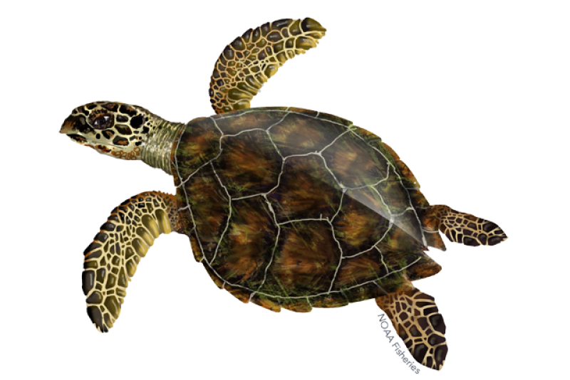 NOAA's Hawksbill Sea Turtle Identification Image