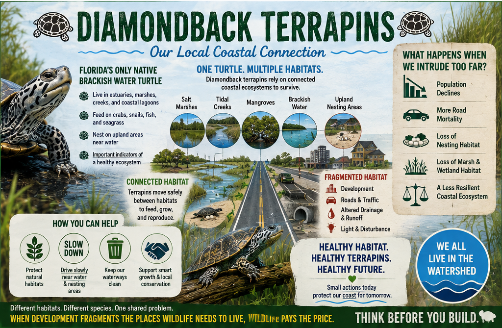 Diamondback Terrapin Infographic