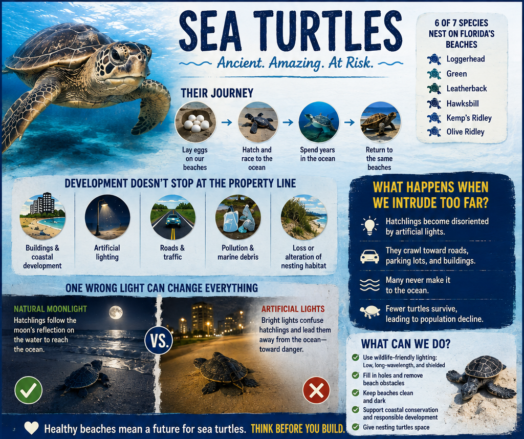 Sea Turtle Infographic