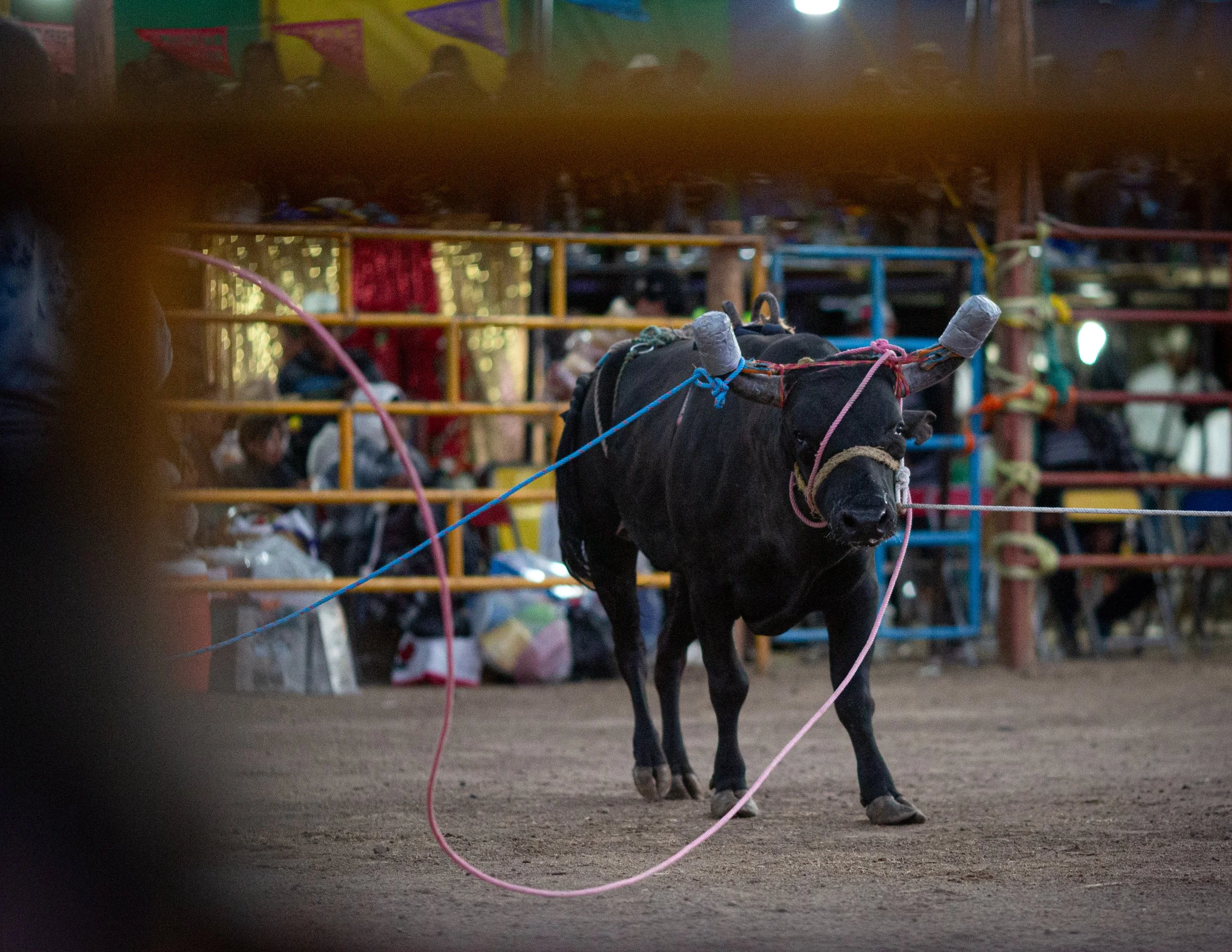 260126_Jaripeo_SanJuan_69.jpg