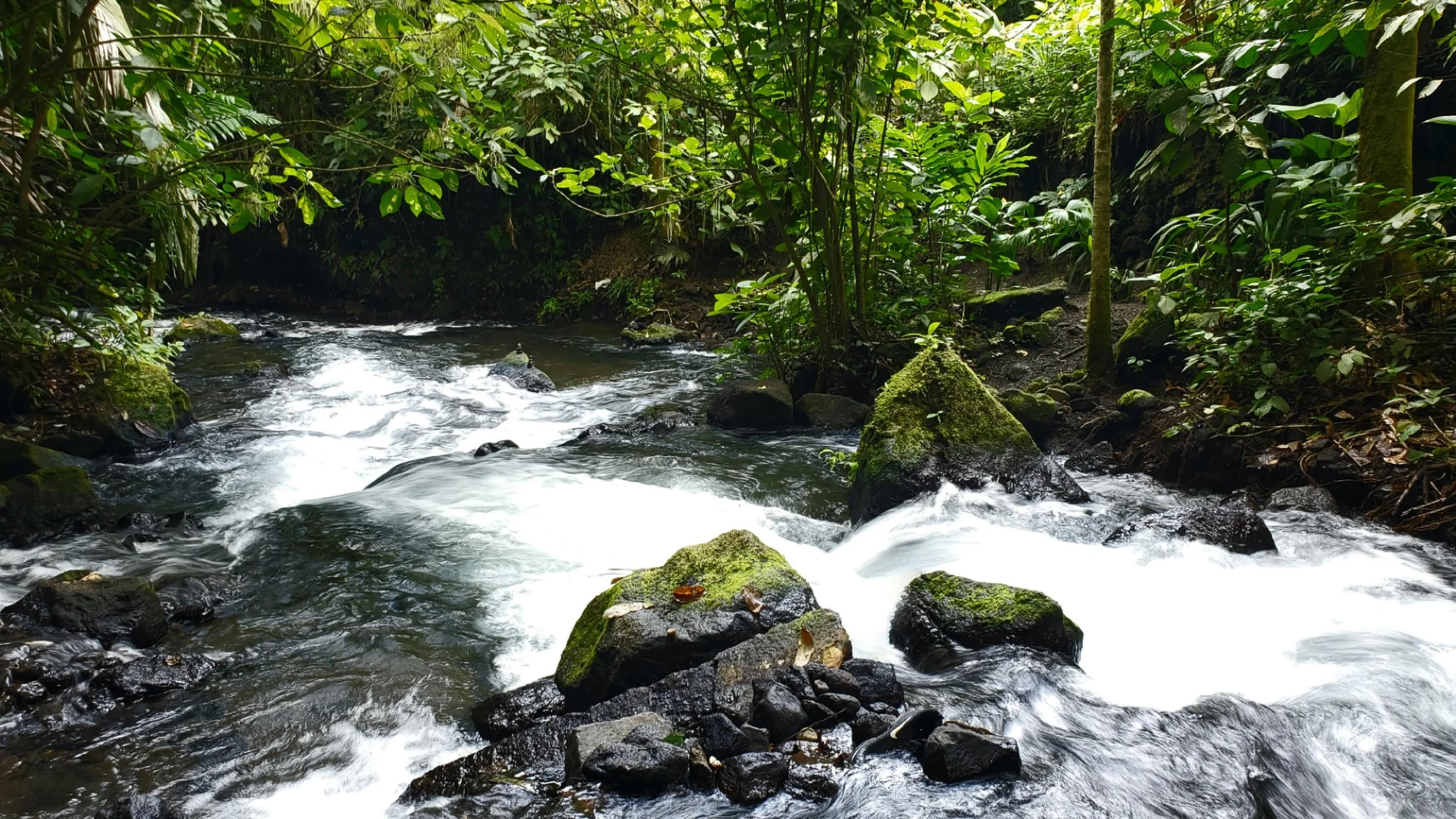 A flowing river in a lush green jungle, with moss-covered rocks and dense foliage surrounding it.