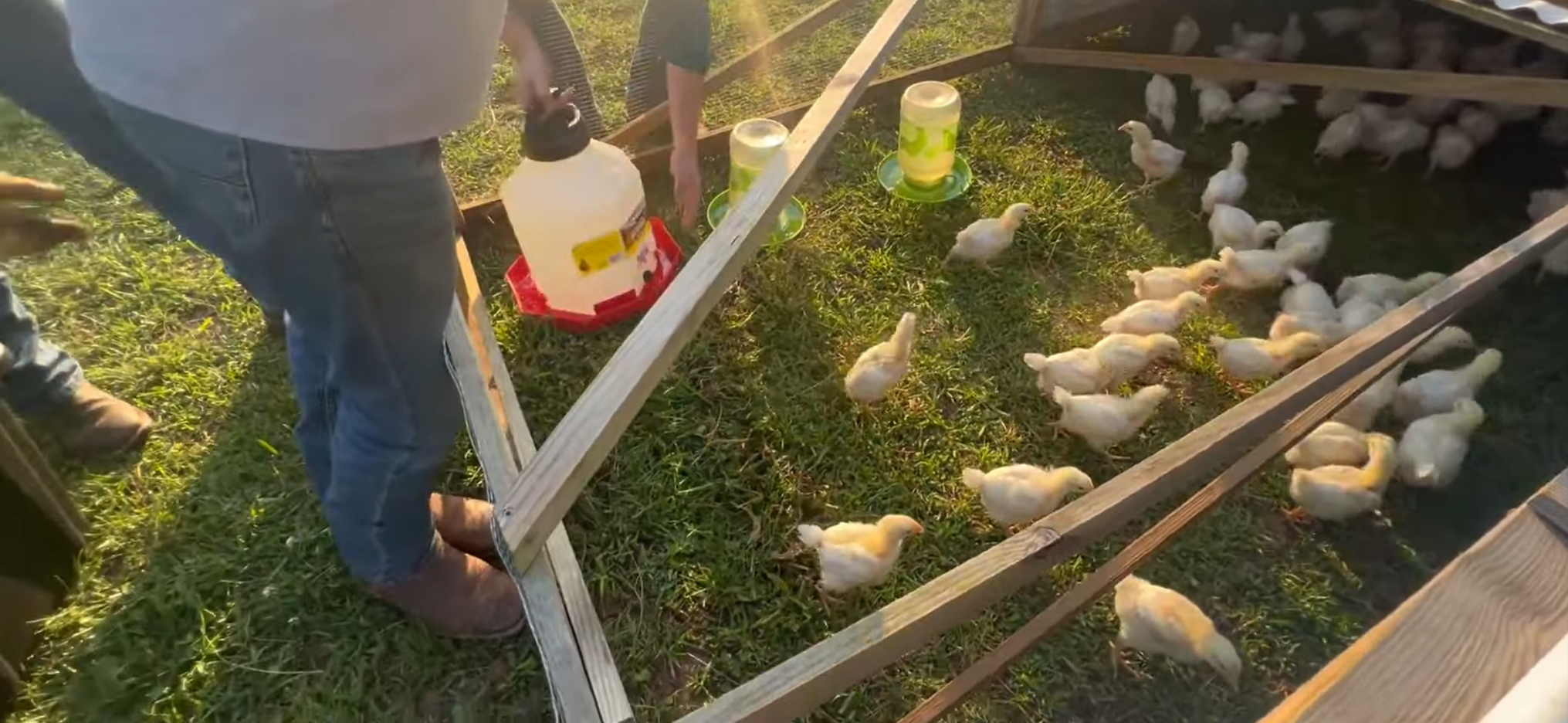 Twenty-Five Bird Chicken Share