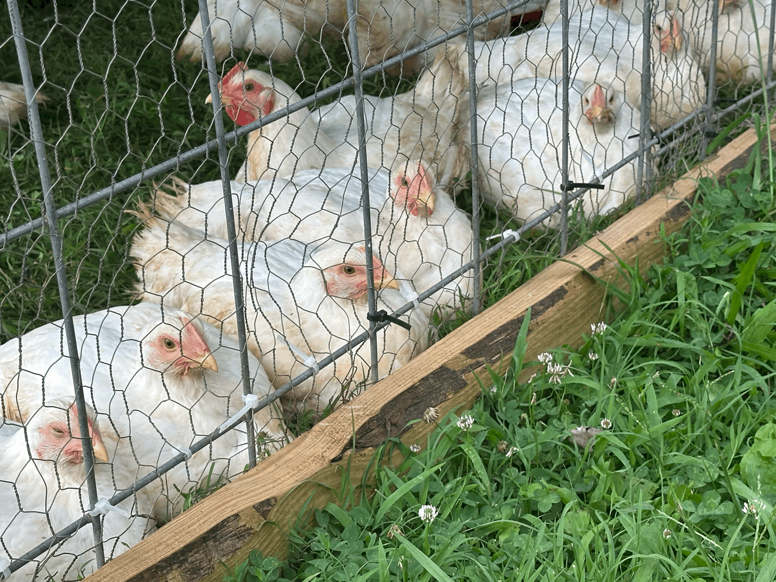 Five Bird Chicken Share