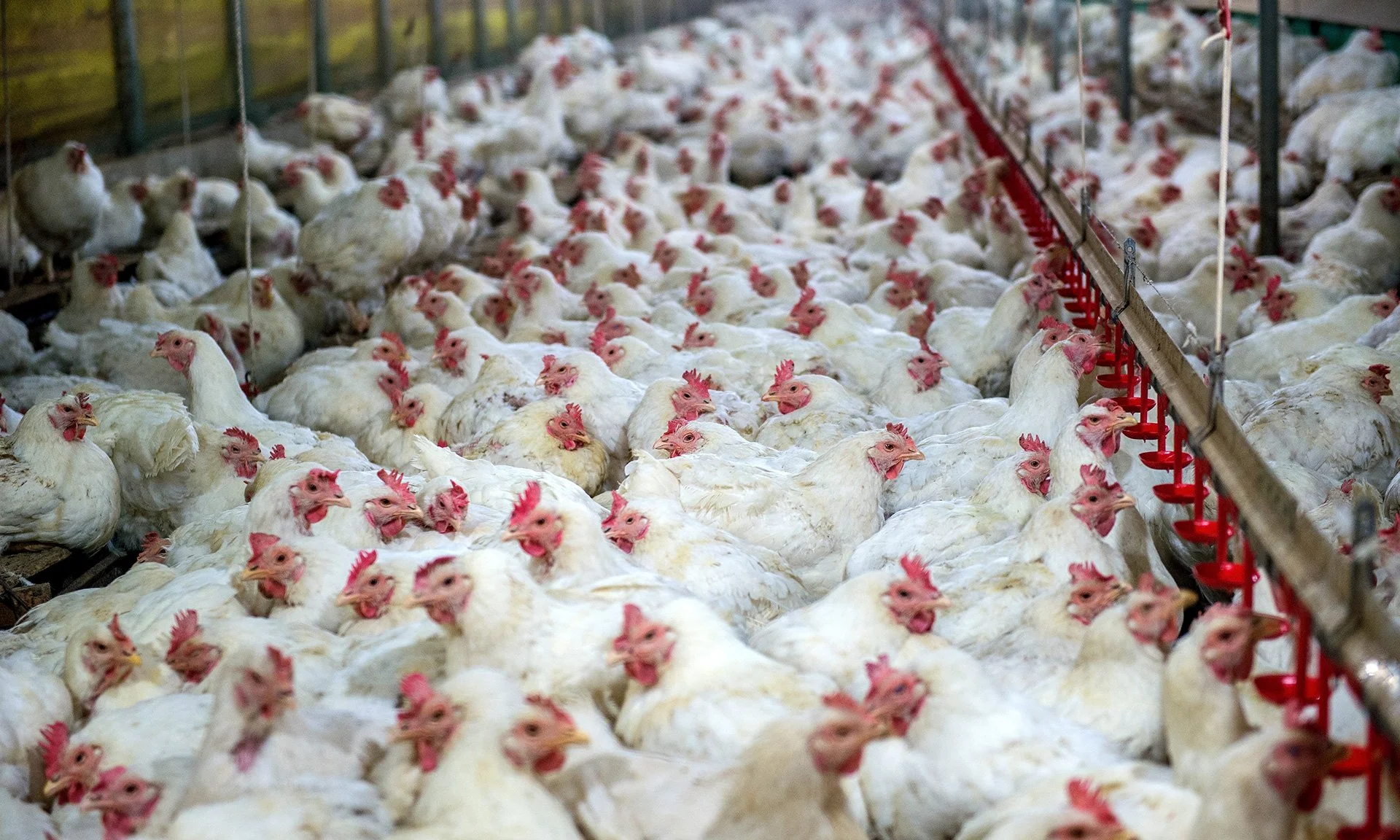 A large poultry farm with numerous white chickens densely packed, feeding and moving around in a covered structure.