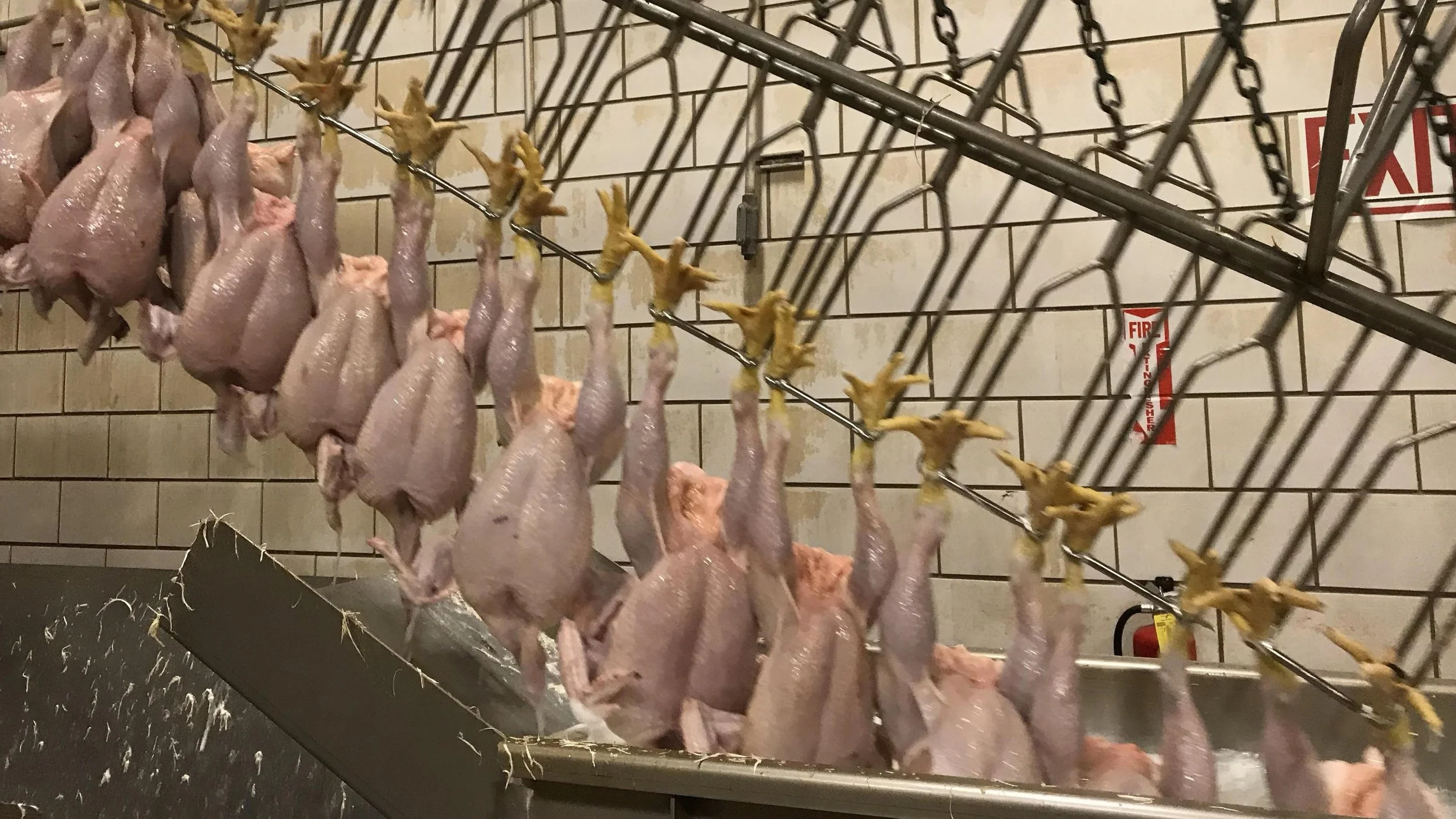 Rows of raw quail or small game birds hanging upside down by their legs in a refrigeration or storage area.