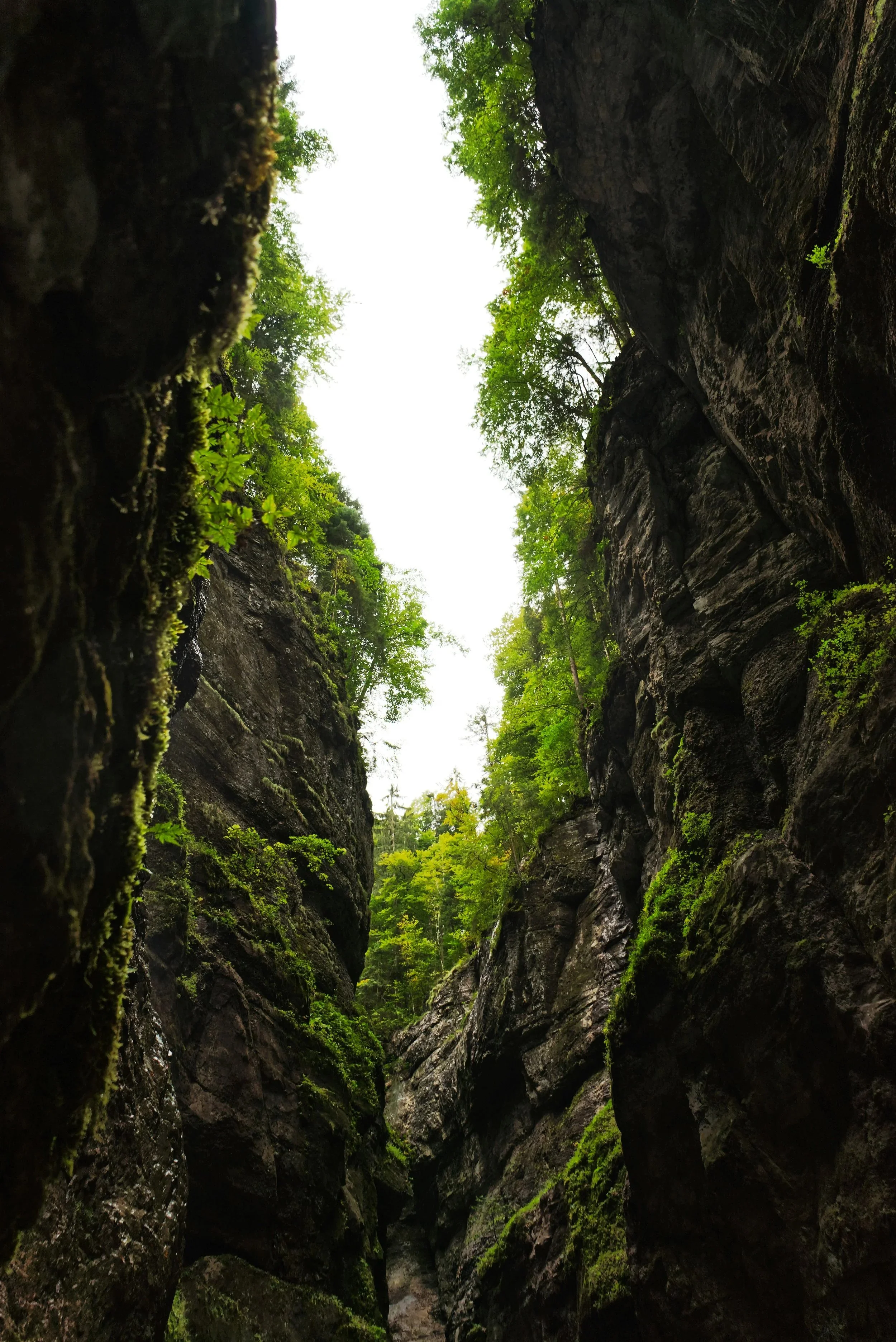 Steep ravine with trees at the top. Alexander Sinn