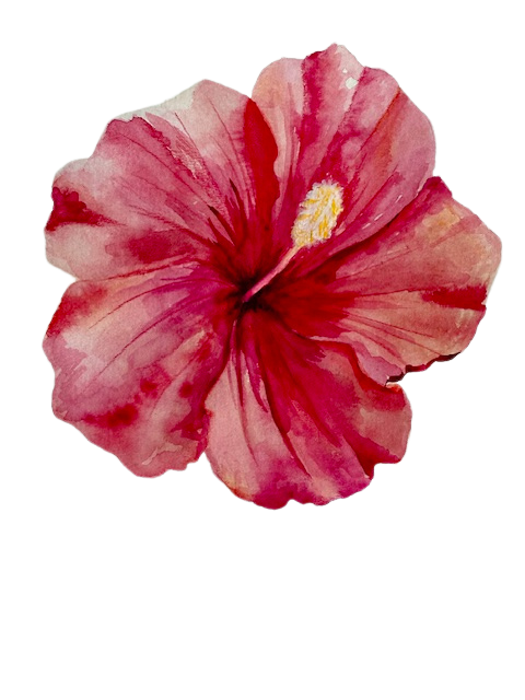 hibiscus.png