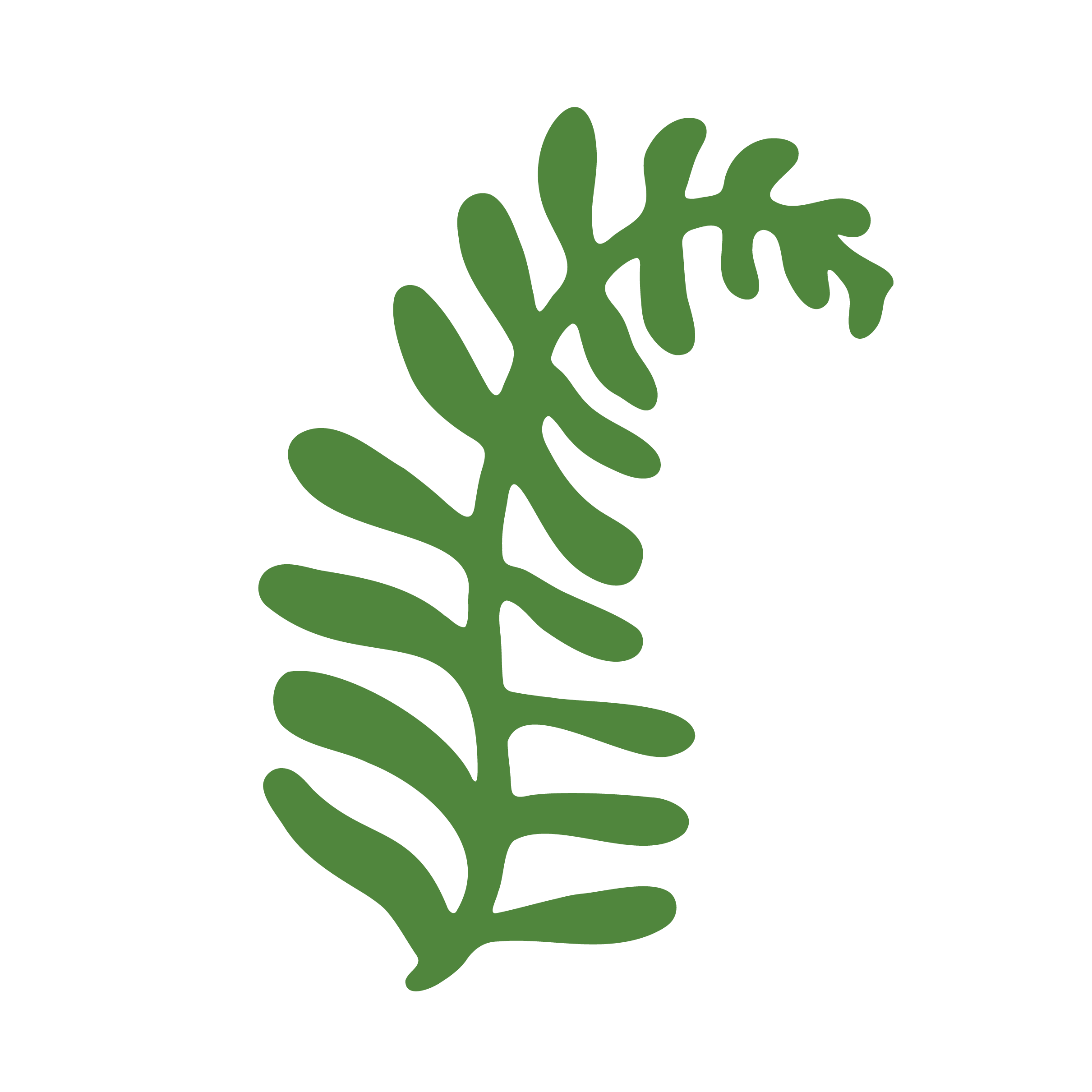 drawing of a fern