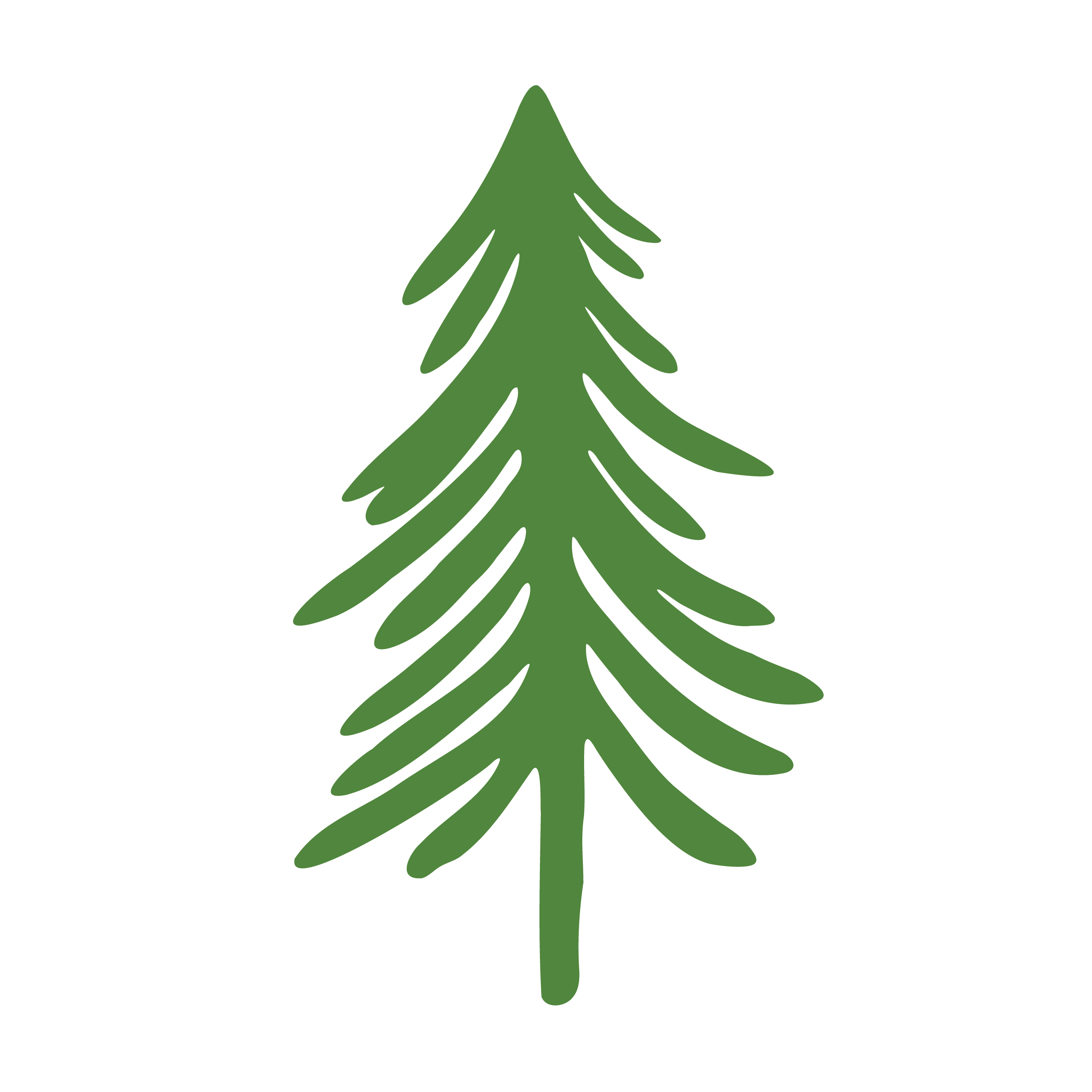 drawing of pine tree