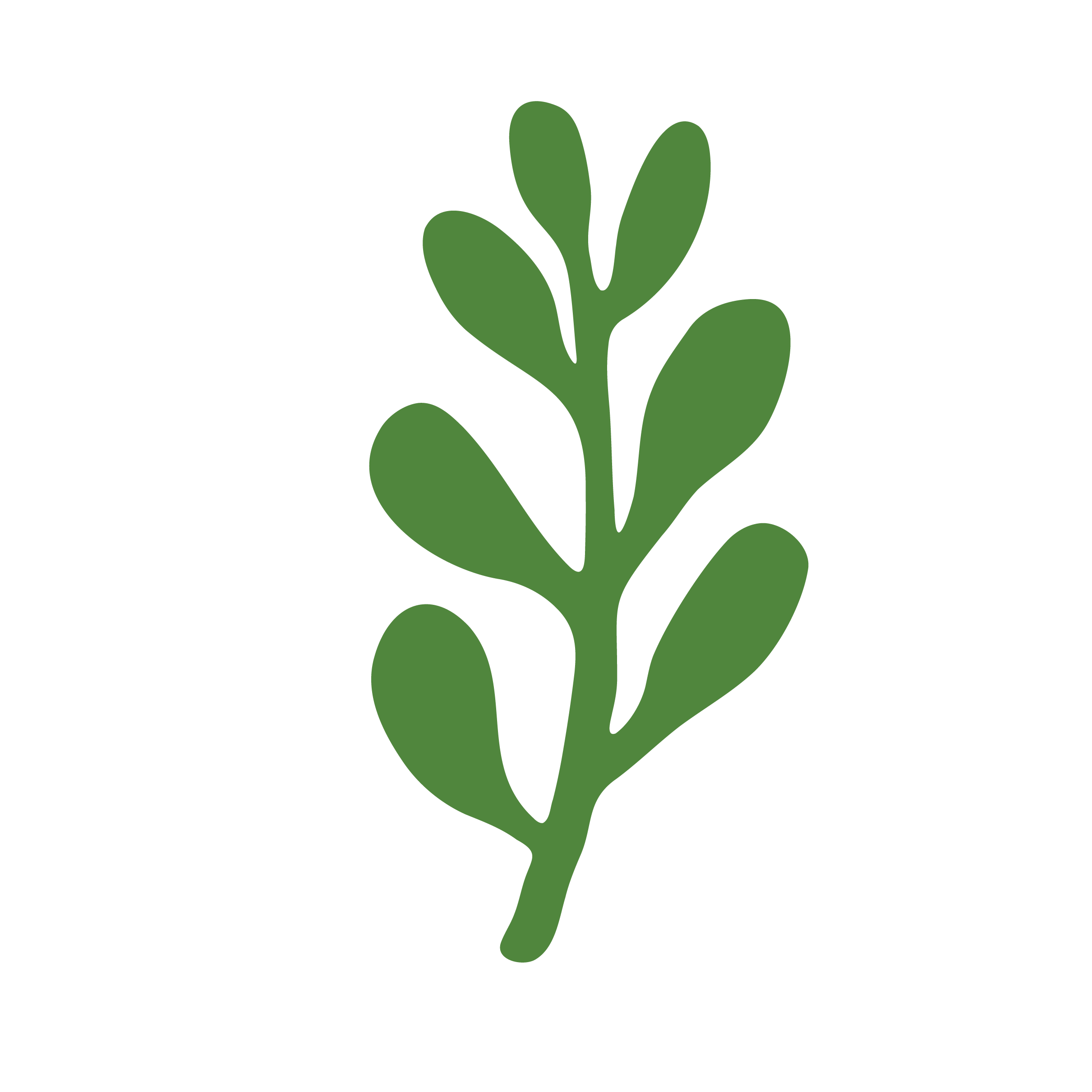 drawing of jade plant