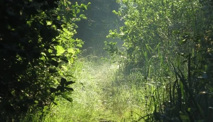 Daily Frequency: Steady as Life Changes