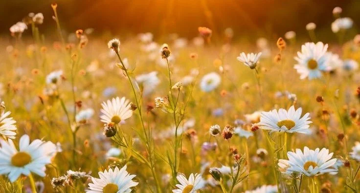 Daily Frequency: A Long-Awaited Moment