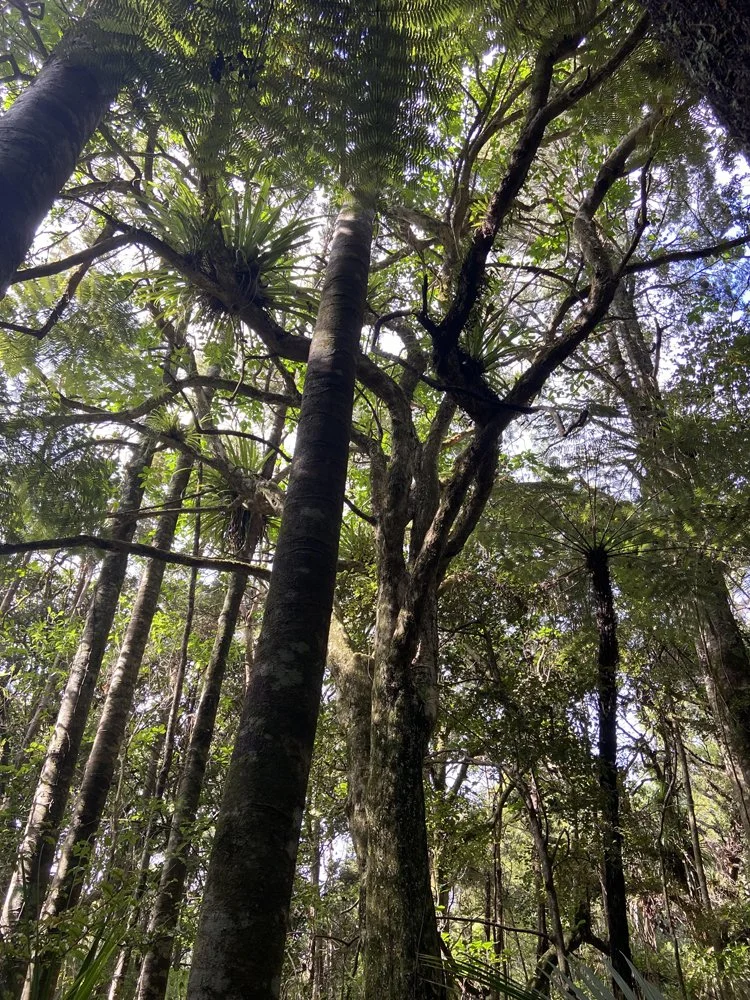 C5 Kauri Museum Trip